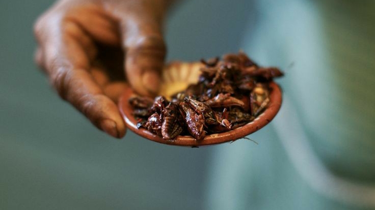 Asador El Chapulín Restaurante y Mezcalería image 2