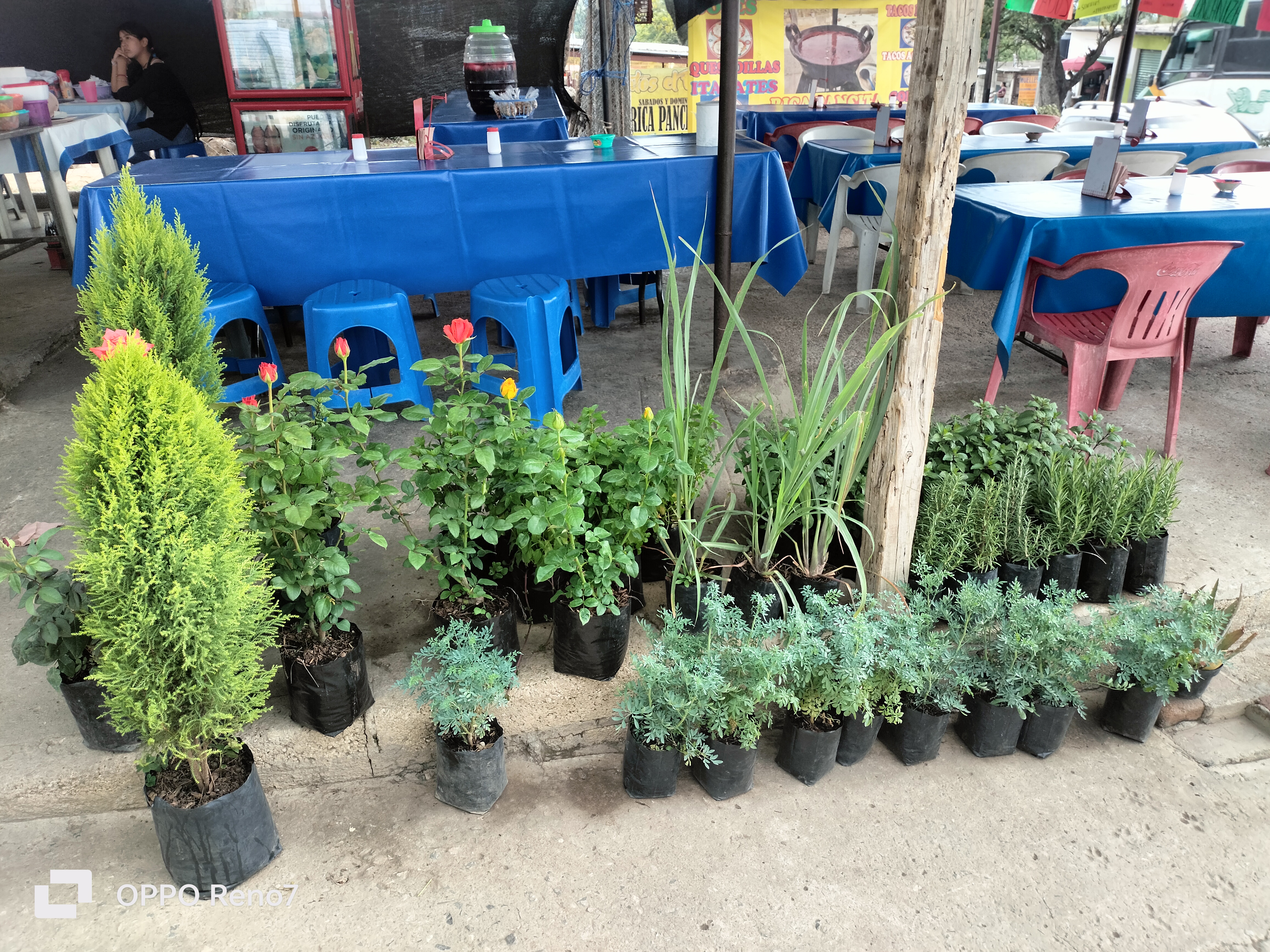 Antojitos "La Lomita" image 6