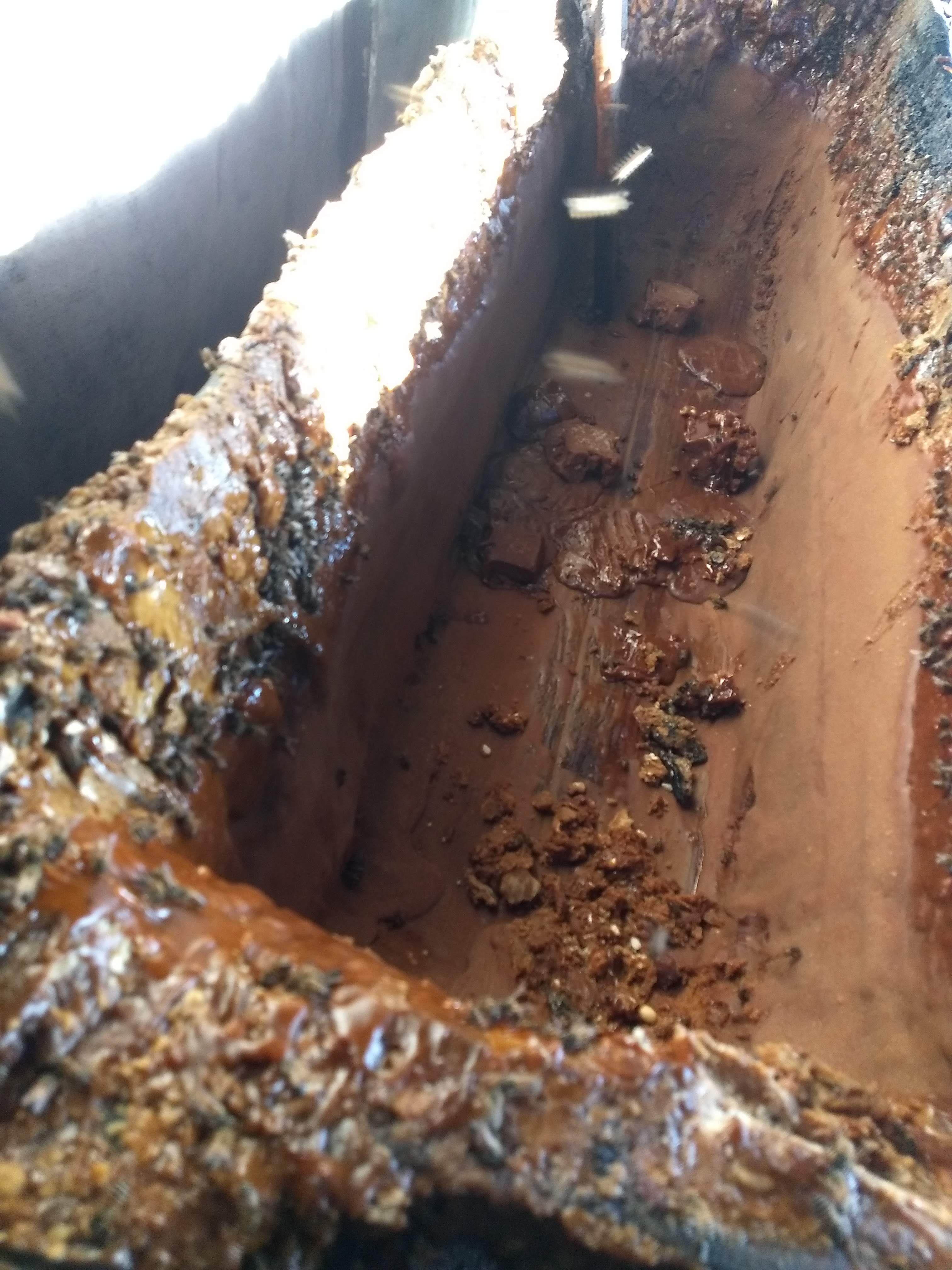 Molienda De Caña Ruiz image 10