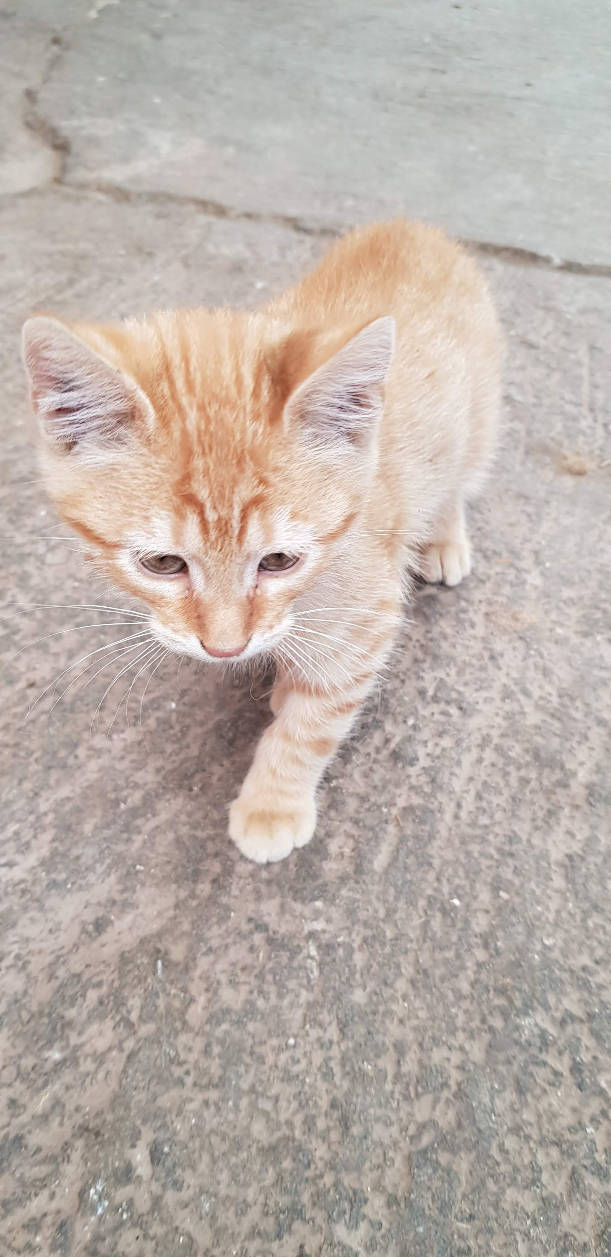 RESTAURANTE MARISCOS COSTA BRAVA image 4