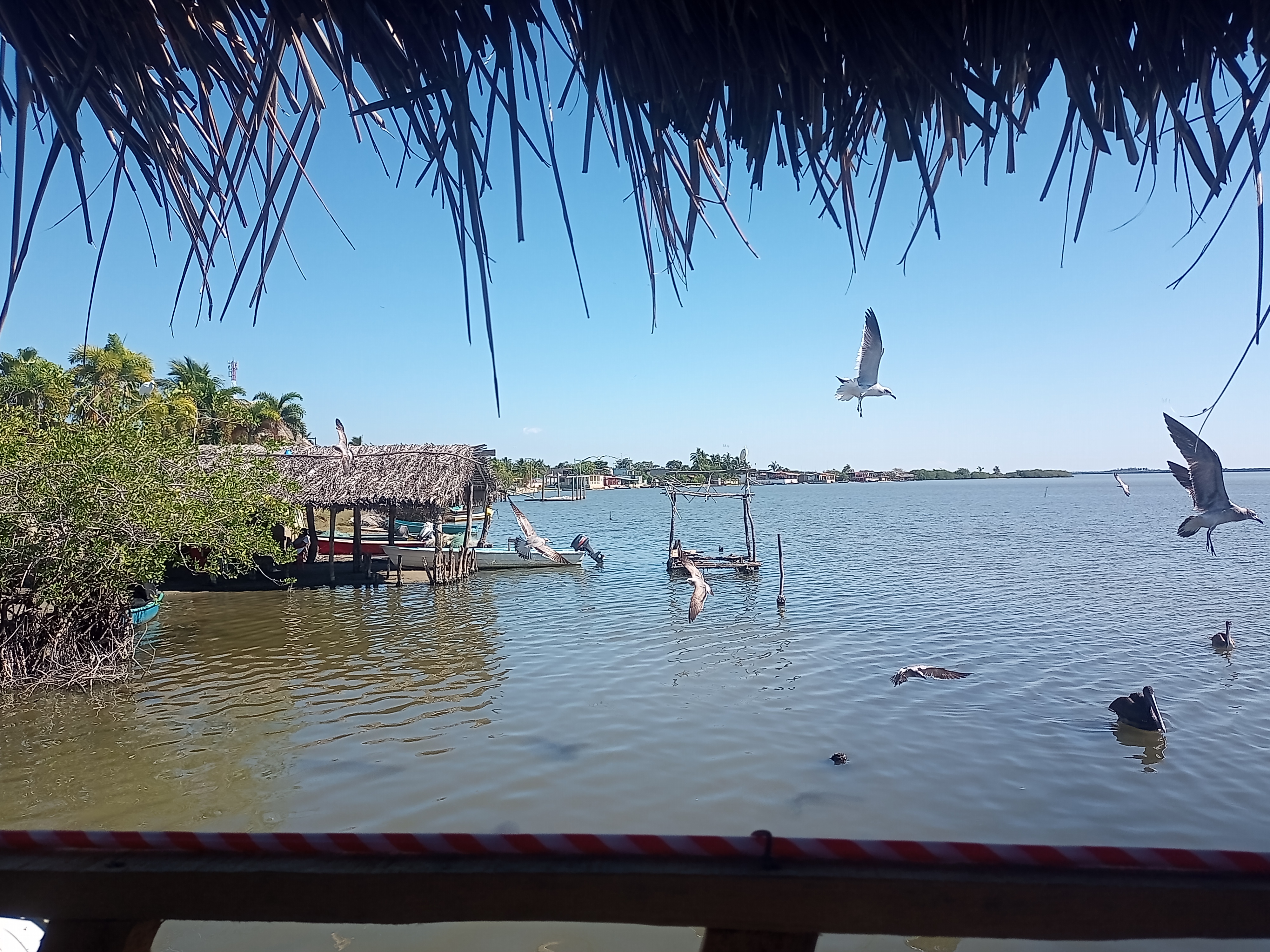 Restaurant Los Manglares image 3