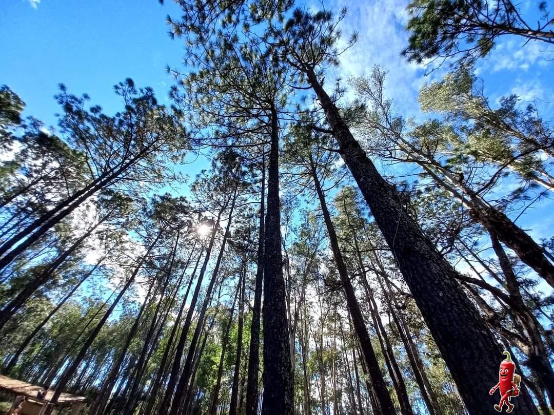 La Sierra Restaurant image 7