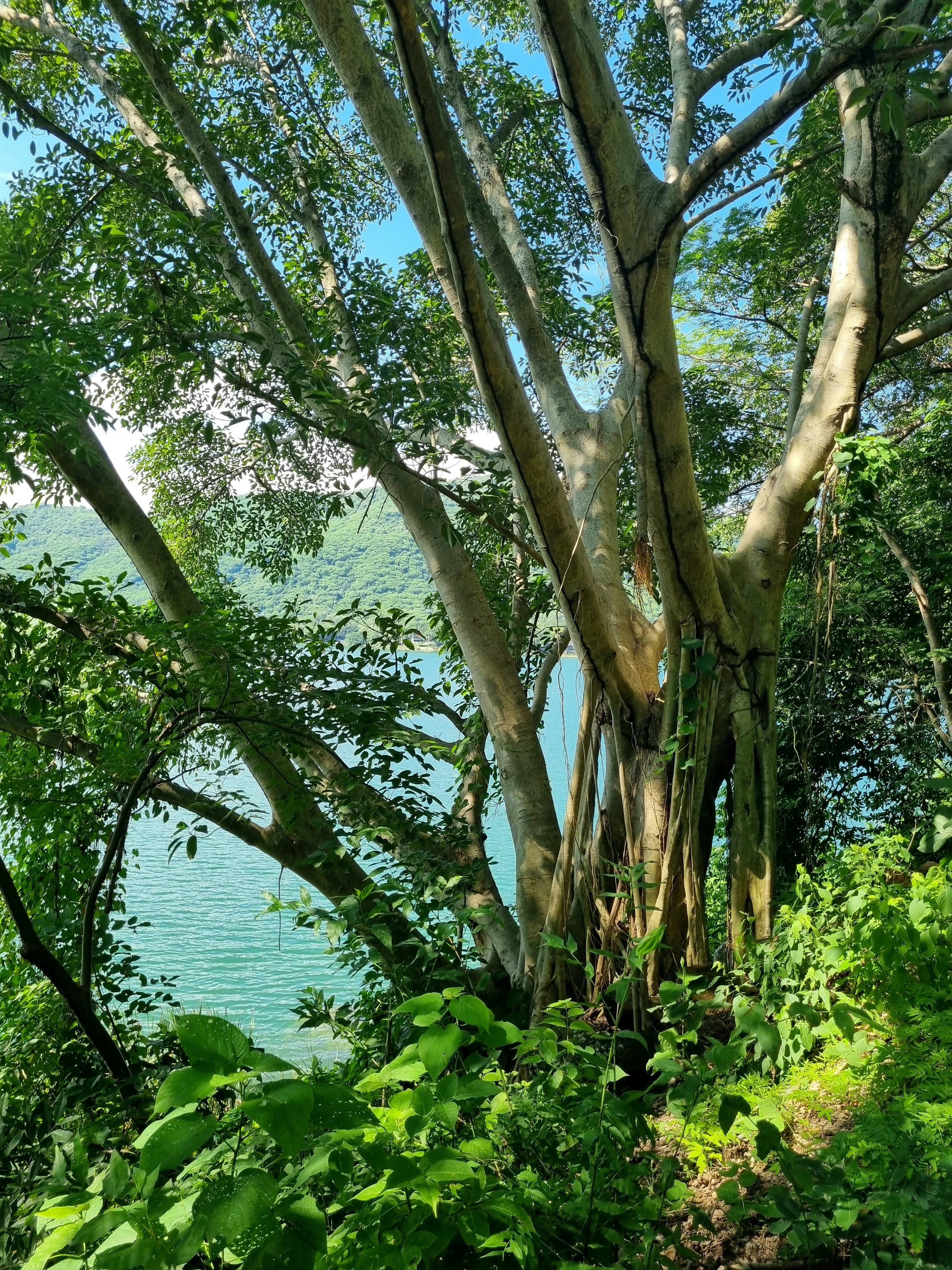 Restauran Los Tules image 5