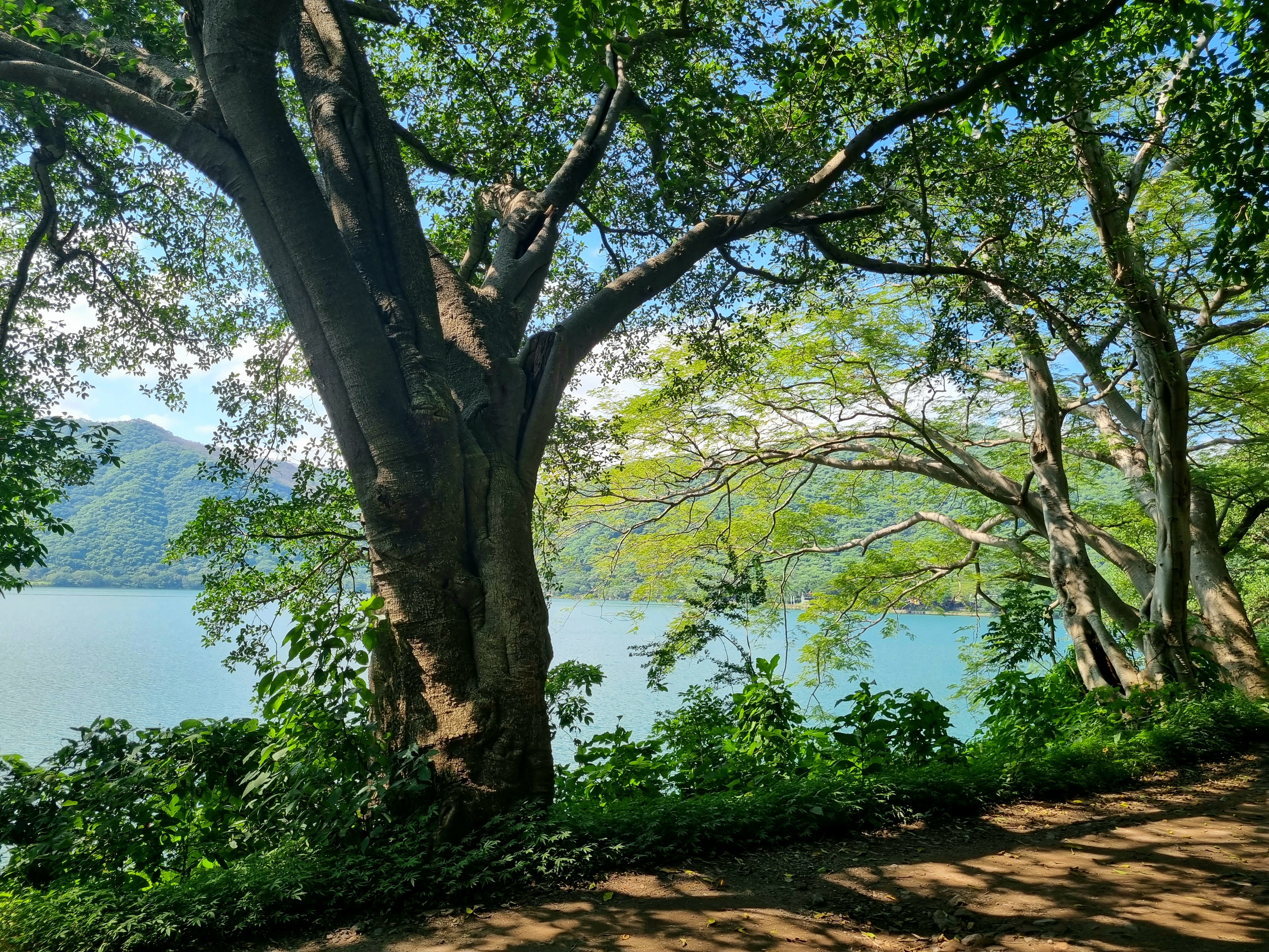 Restauran Los Tules image 7