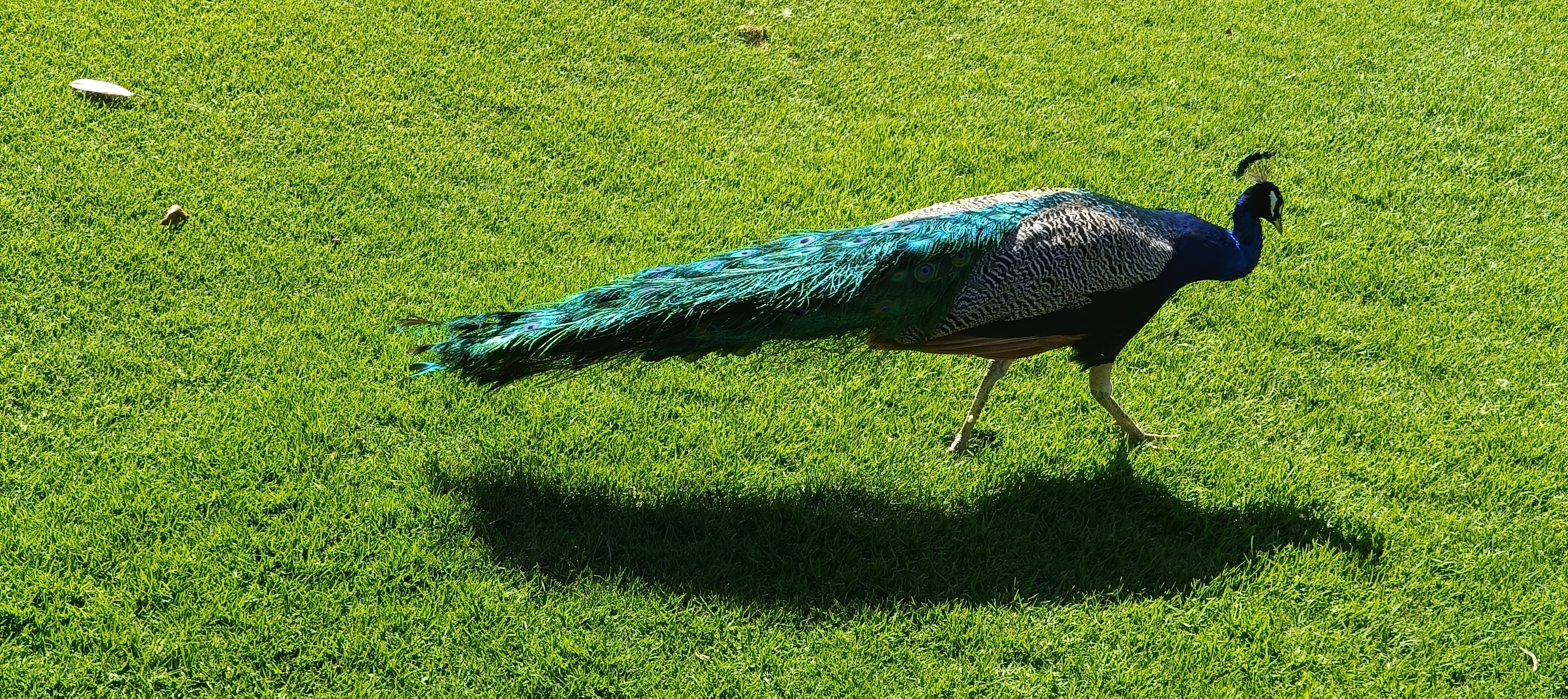 Restaurant Antigua Hacienda la Noria image 7