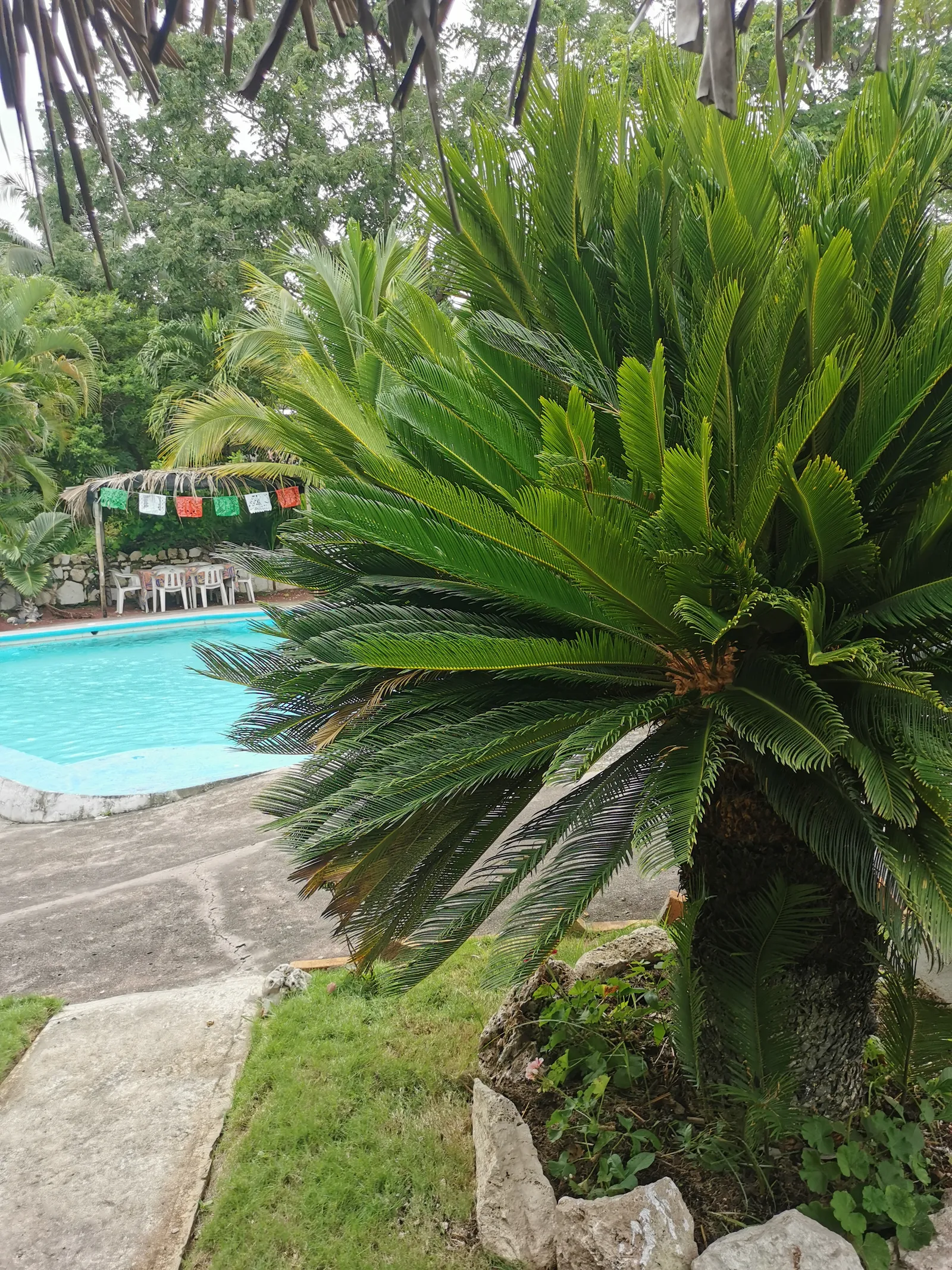 Chamorreria Xcanda image 6