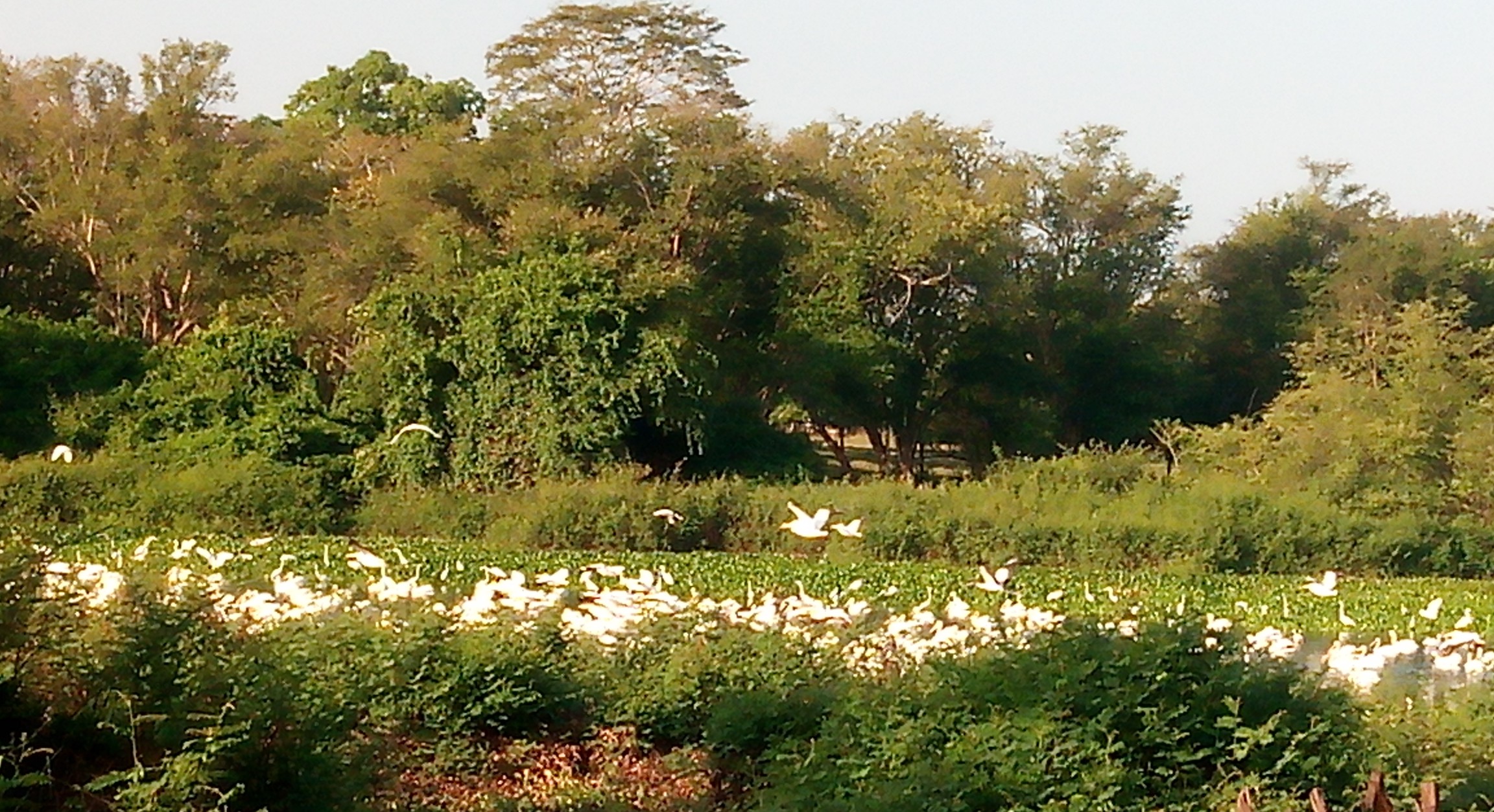 Palapa el Dorado image 2