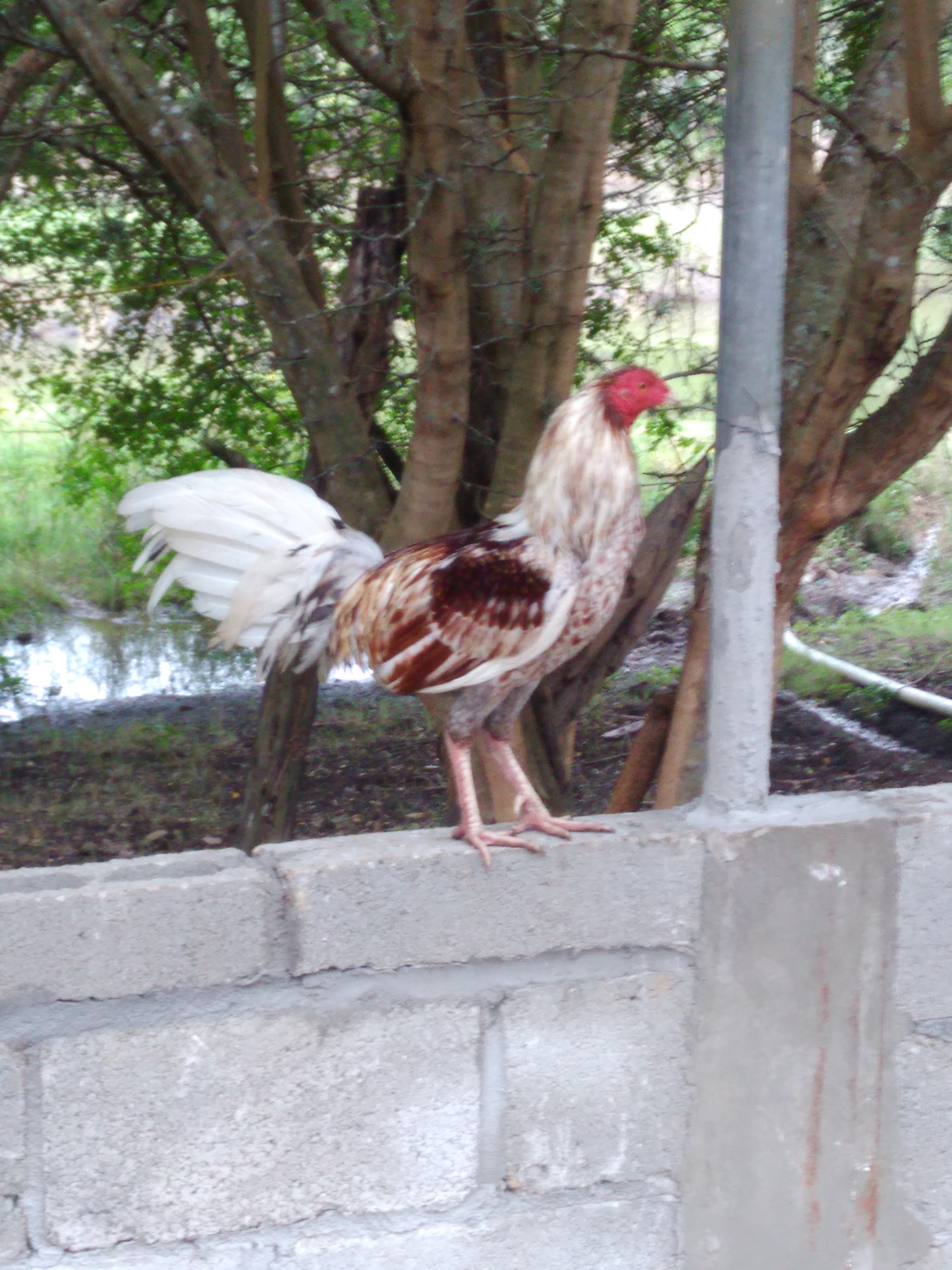 Palapa el Dorado image 3