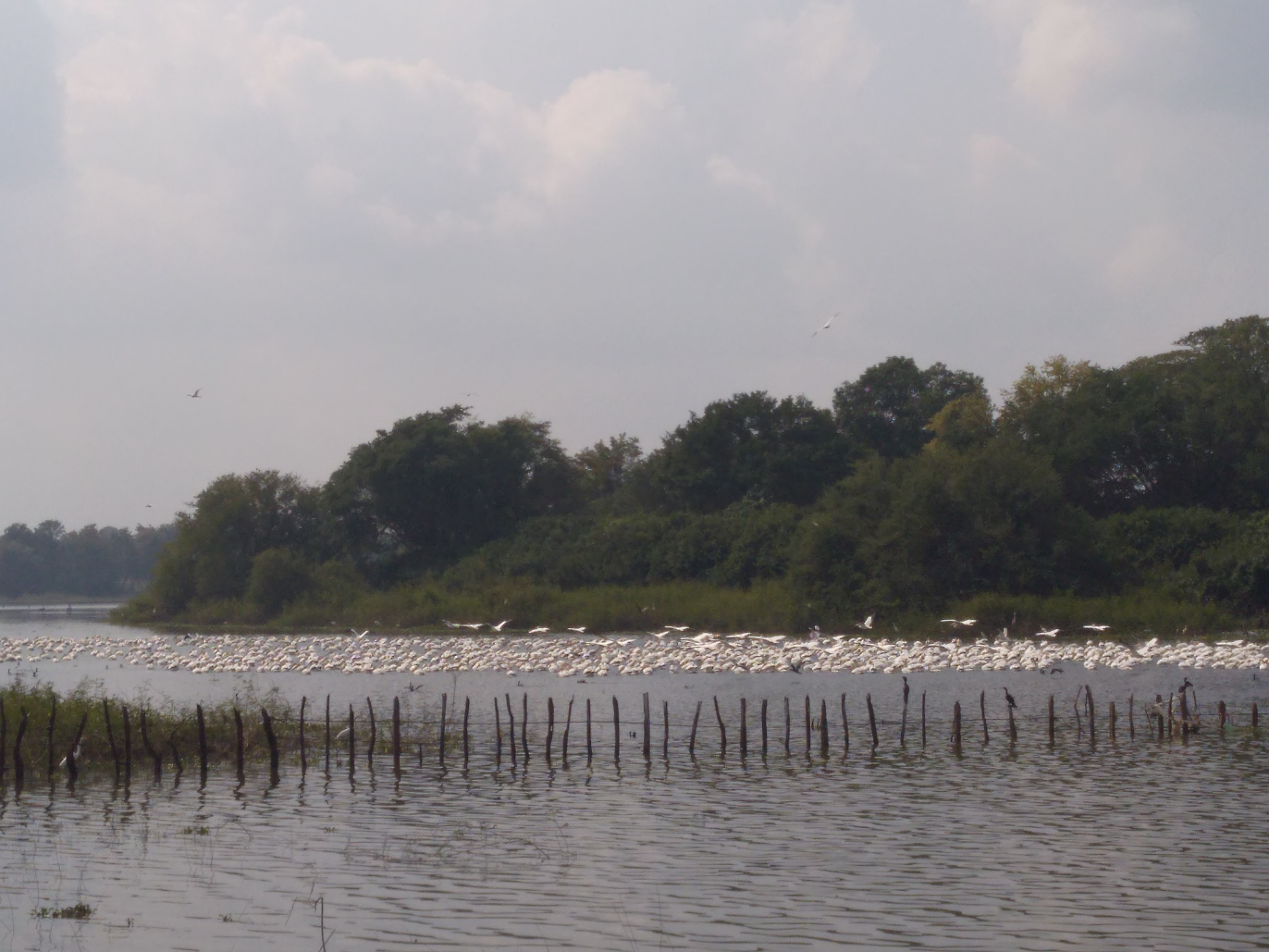 Palapa el Dorado image 4