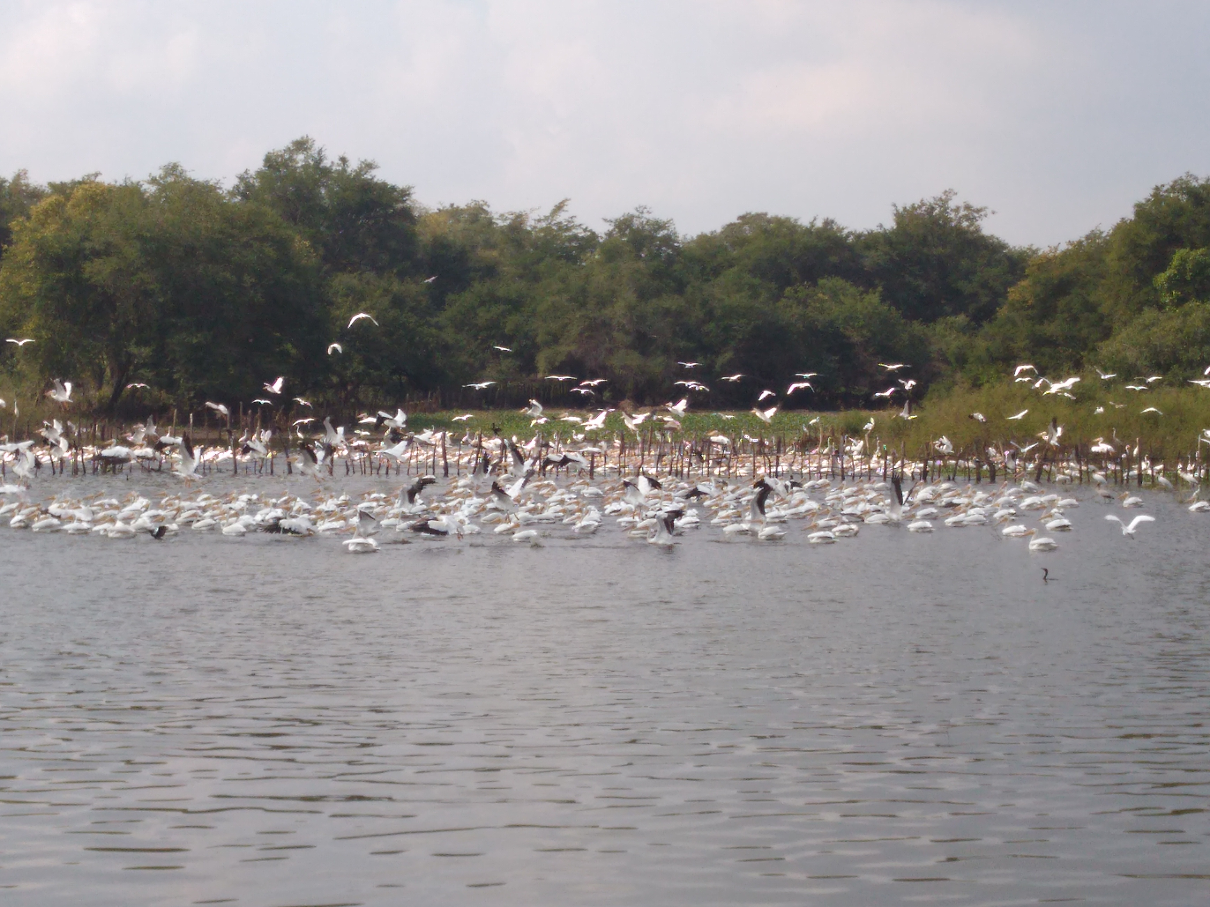 Palapa el Dorado image 6