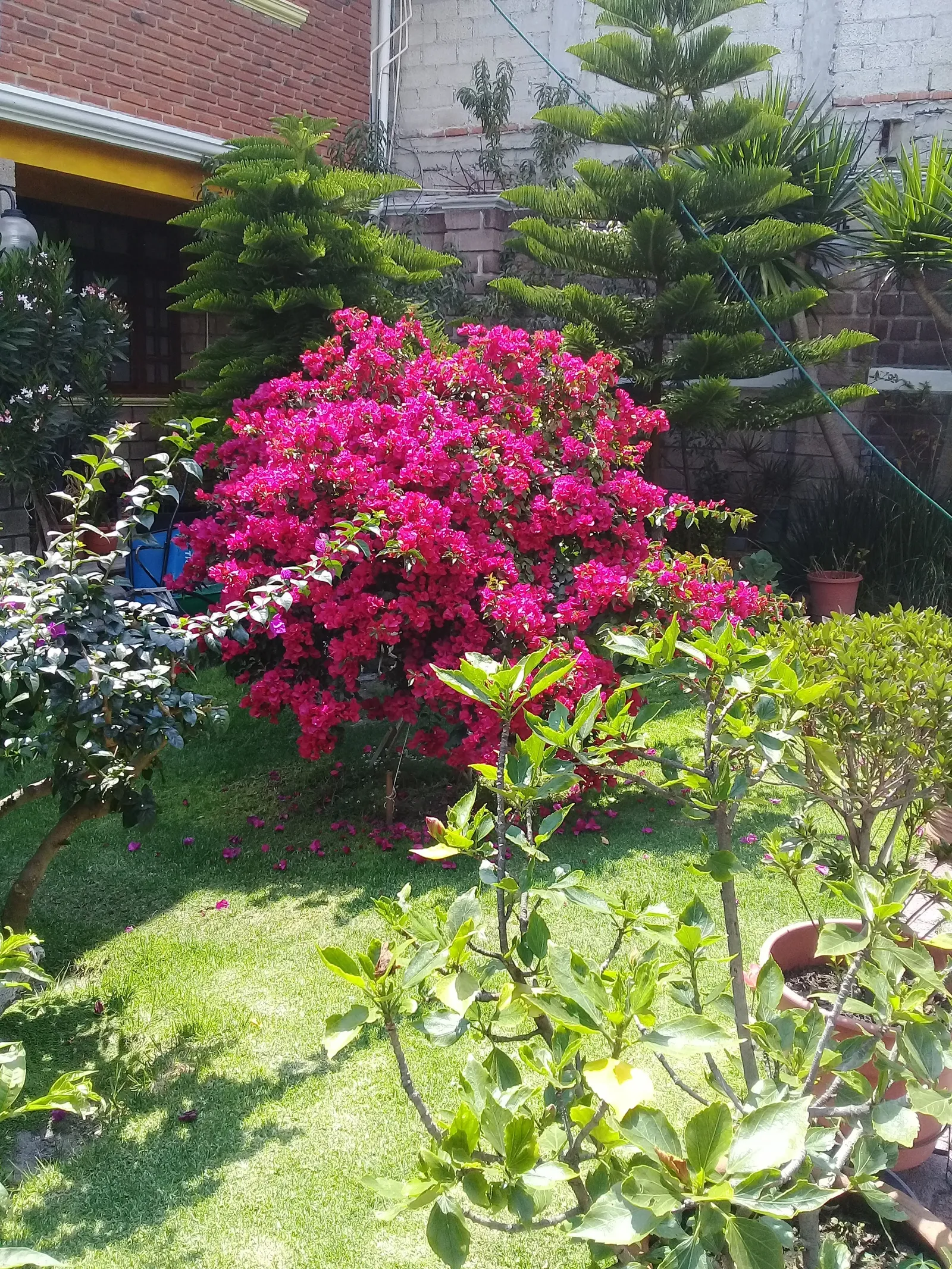 Salon Jardin Los Alcanfores image 6