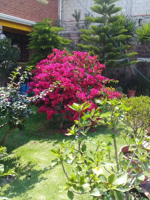 Salon Jardin Los Alcanfores image 6