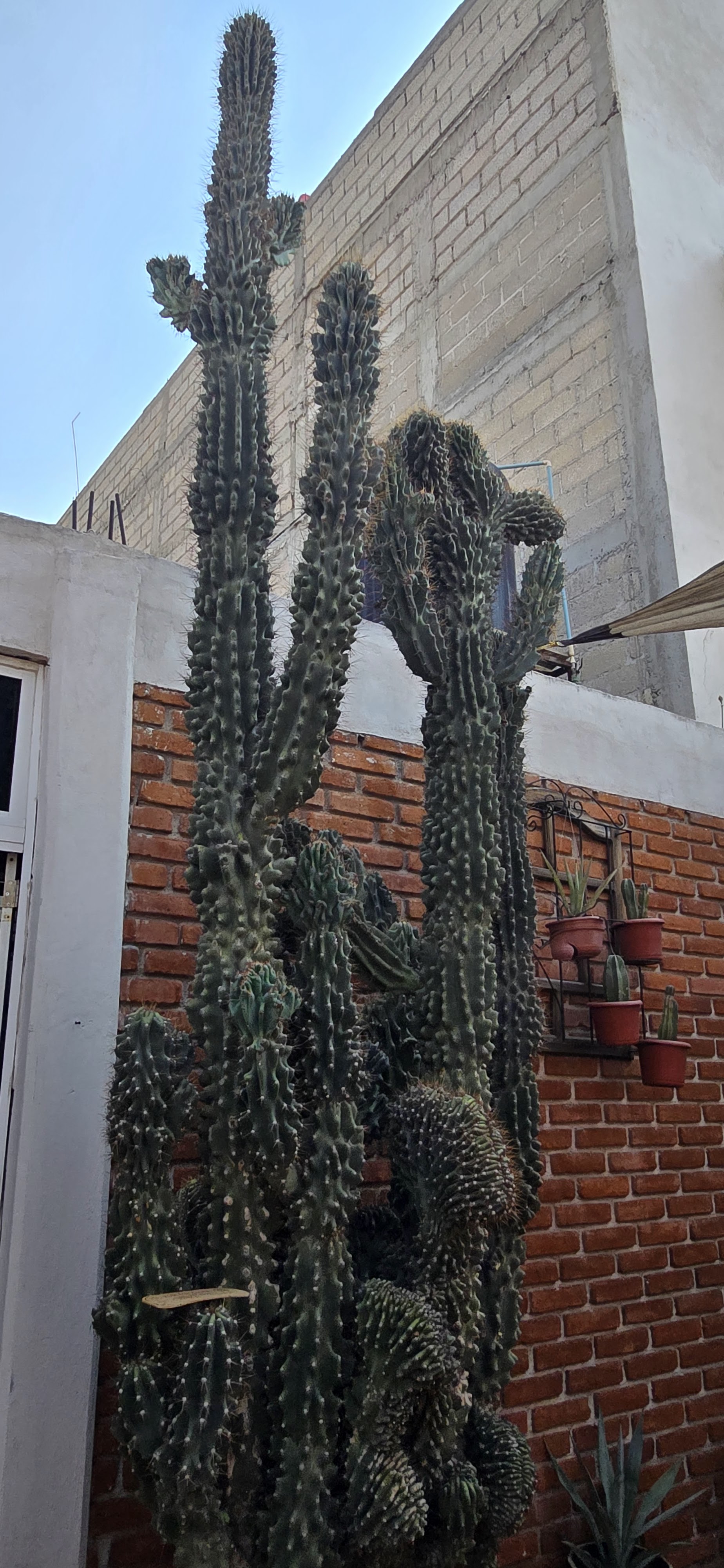 El Rincónsito tultepec image 7