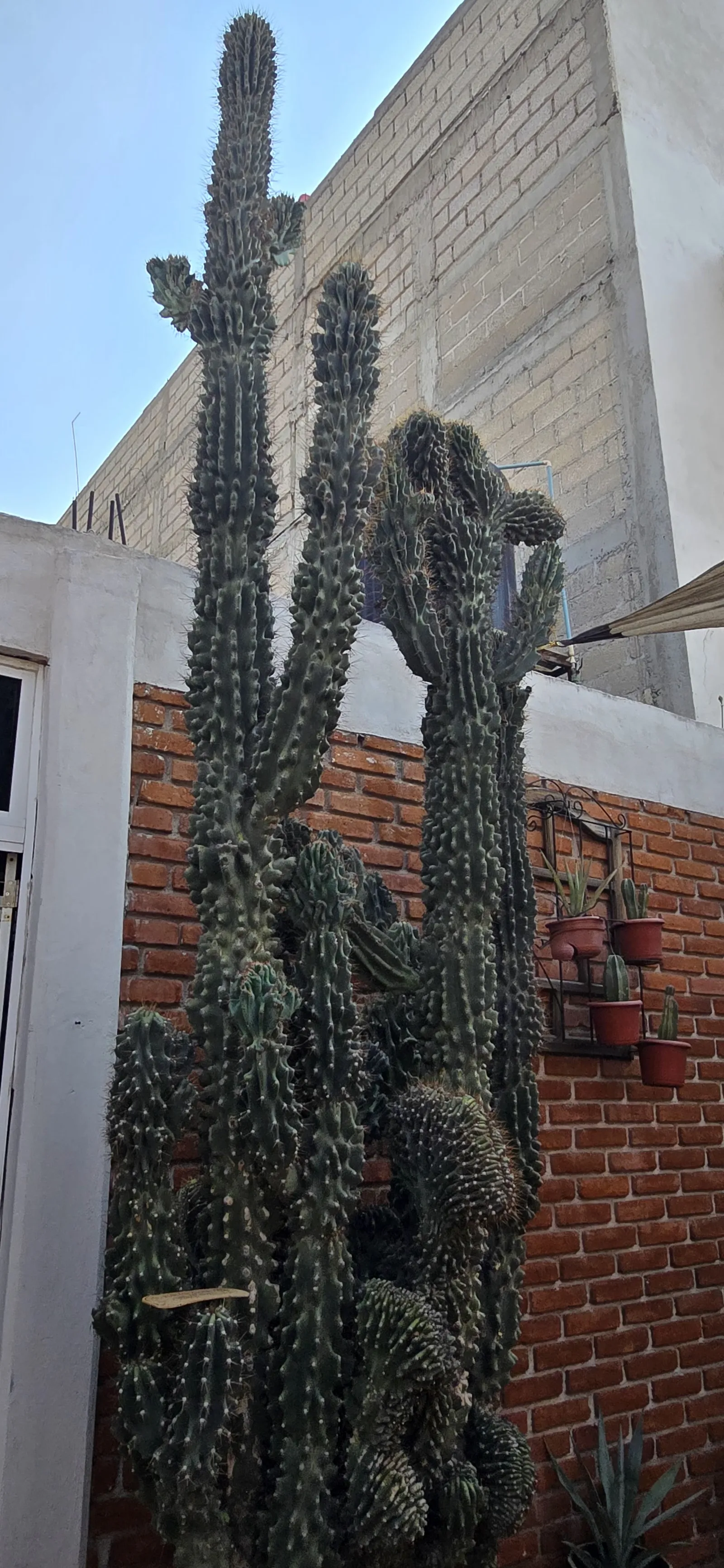 El Rincónsito tultepec image 7