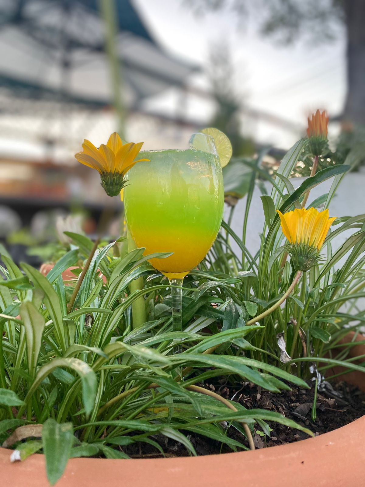 RESTAURANTE CASA CIMARRON. image 4