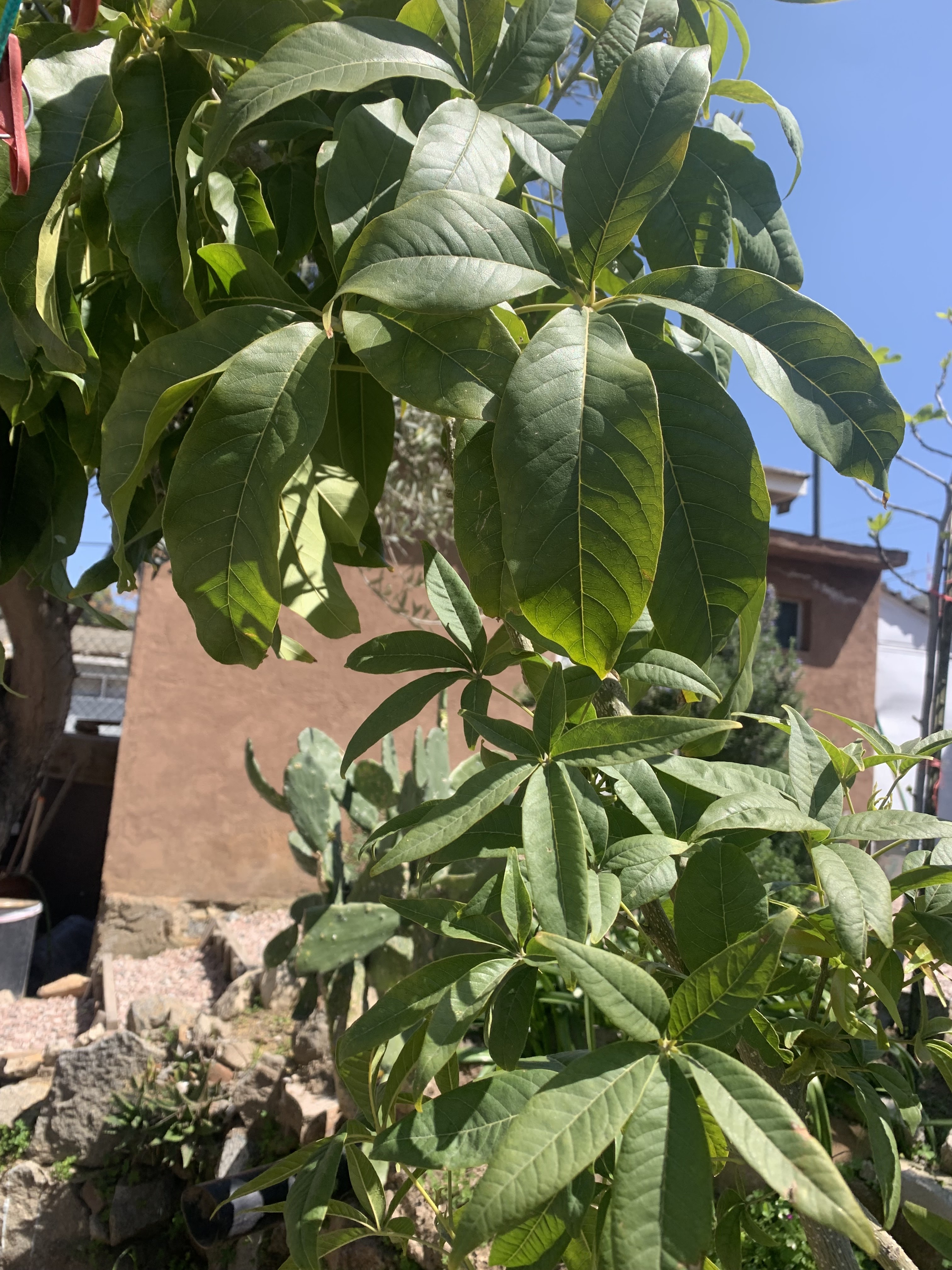 Tacos Casi Miro image 10