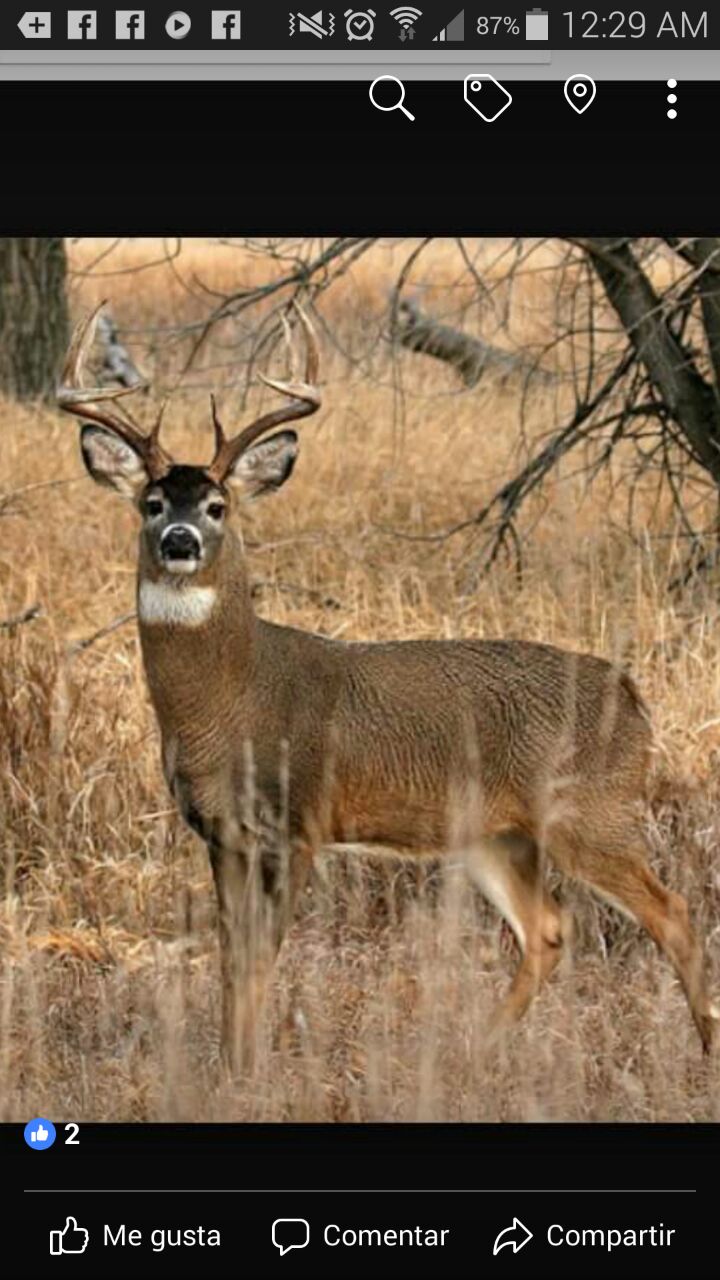 Restaurante Bar Cazadores image 3