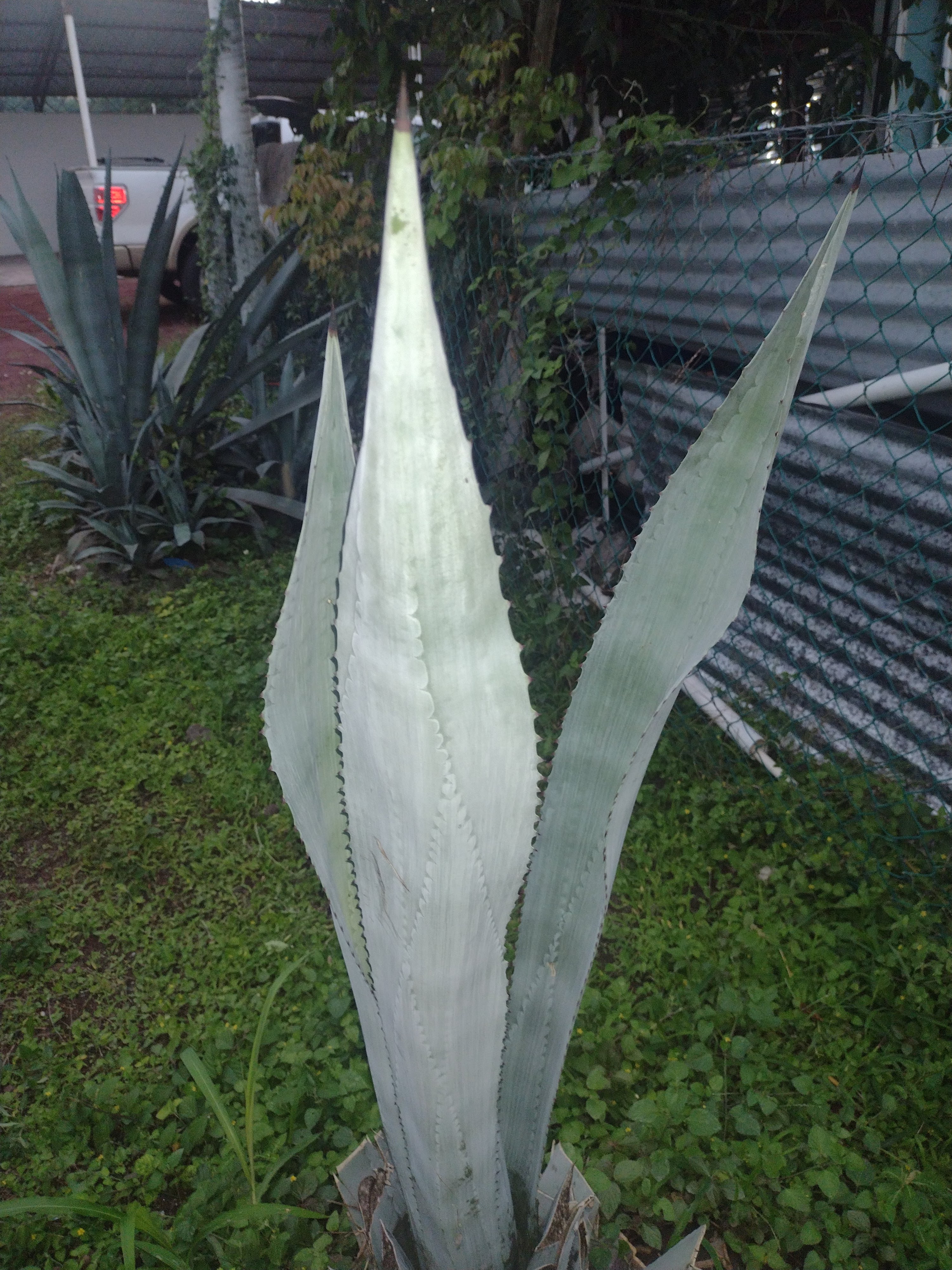 Restaurante Tierra Mia image 8