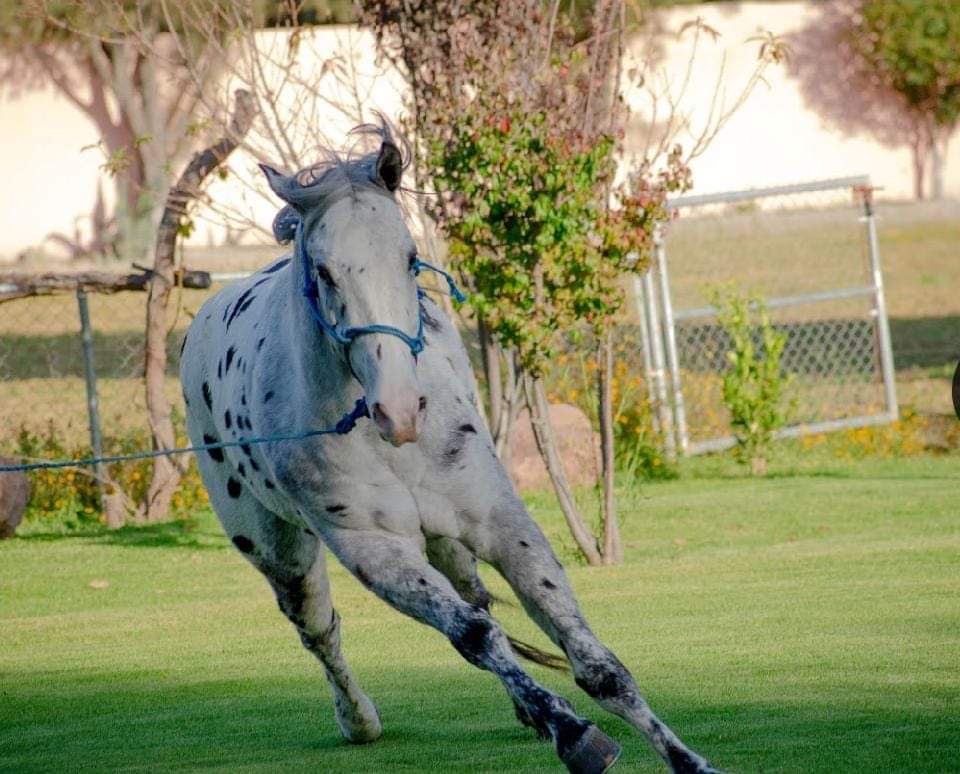 Restaurante La Parra image 6