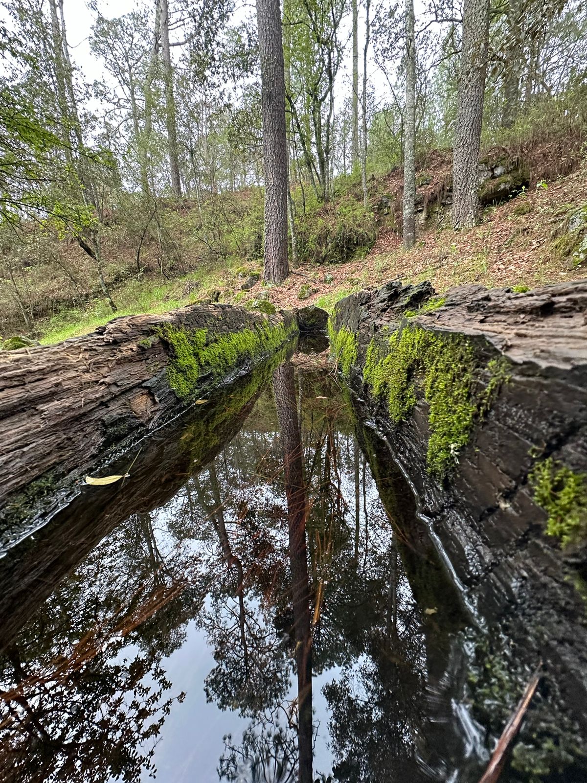 Miscelánea Ramírez image 10