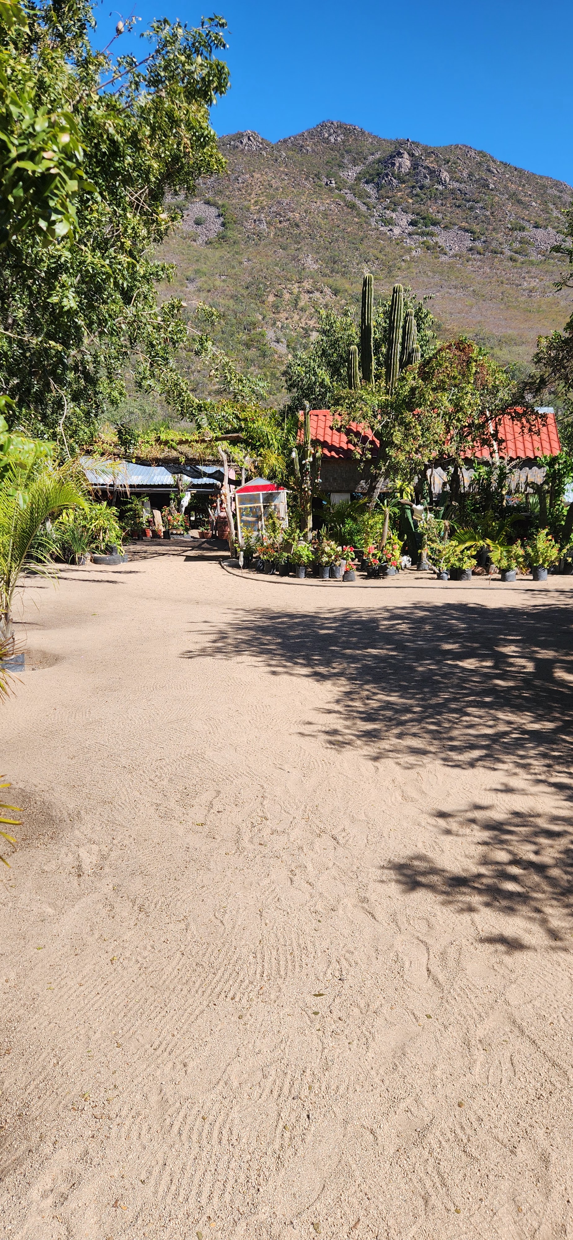 Los Brasiles image 4