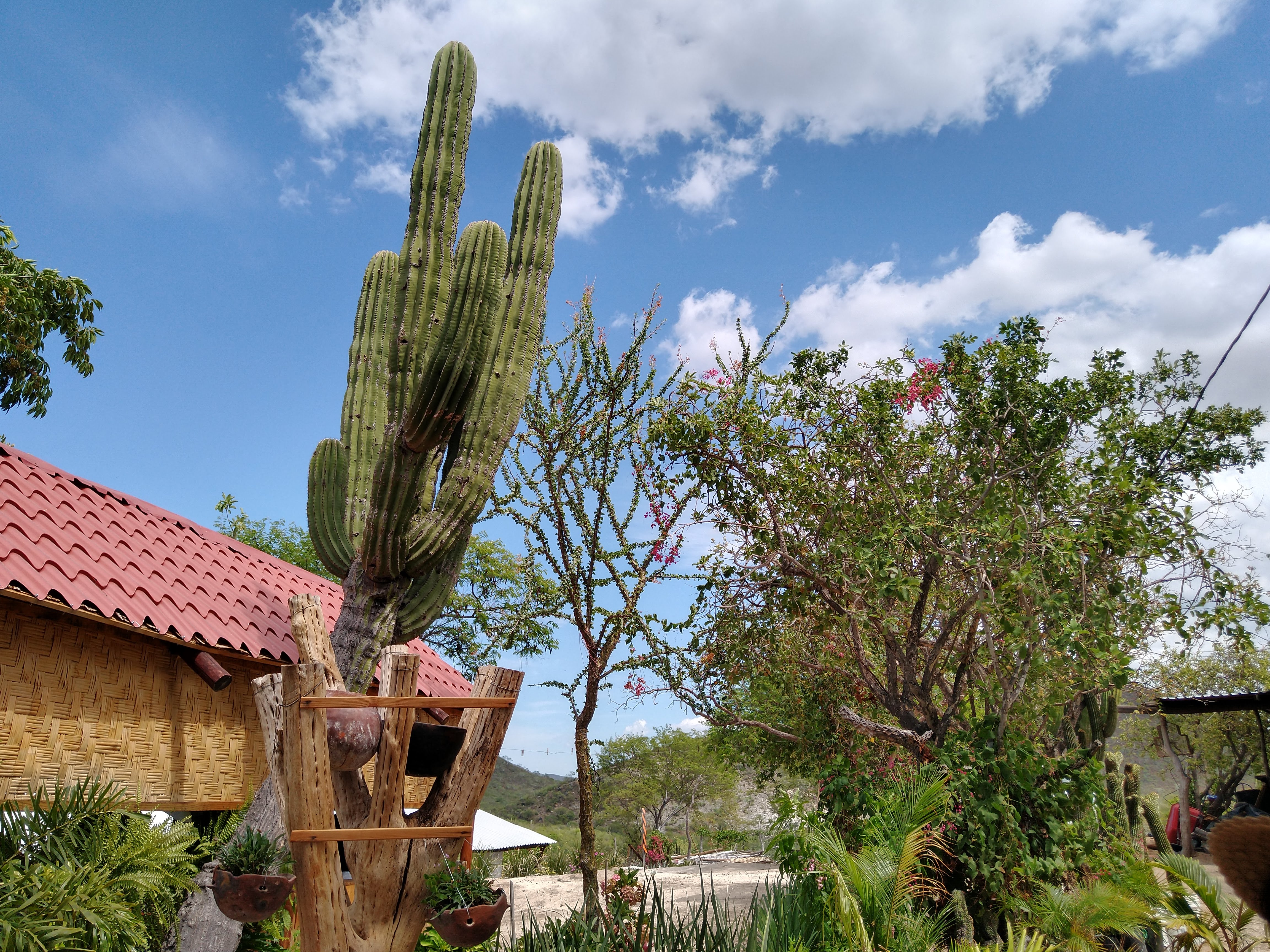 Los Brasiles image 6