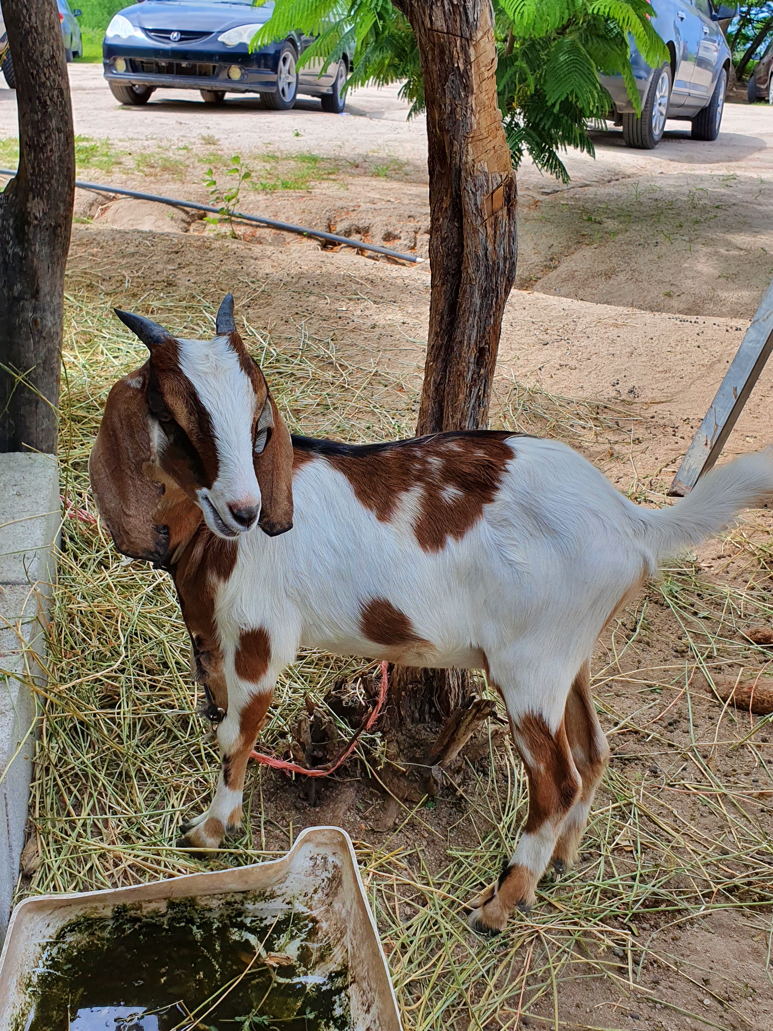 Los Brasiles image 9