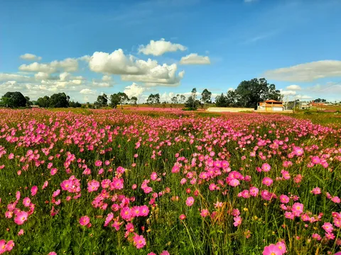 Rancho Los Piñones Amealco image 2