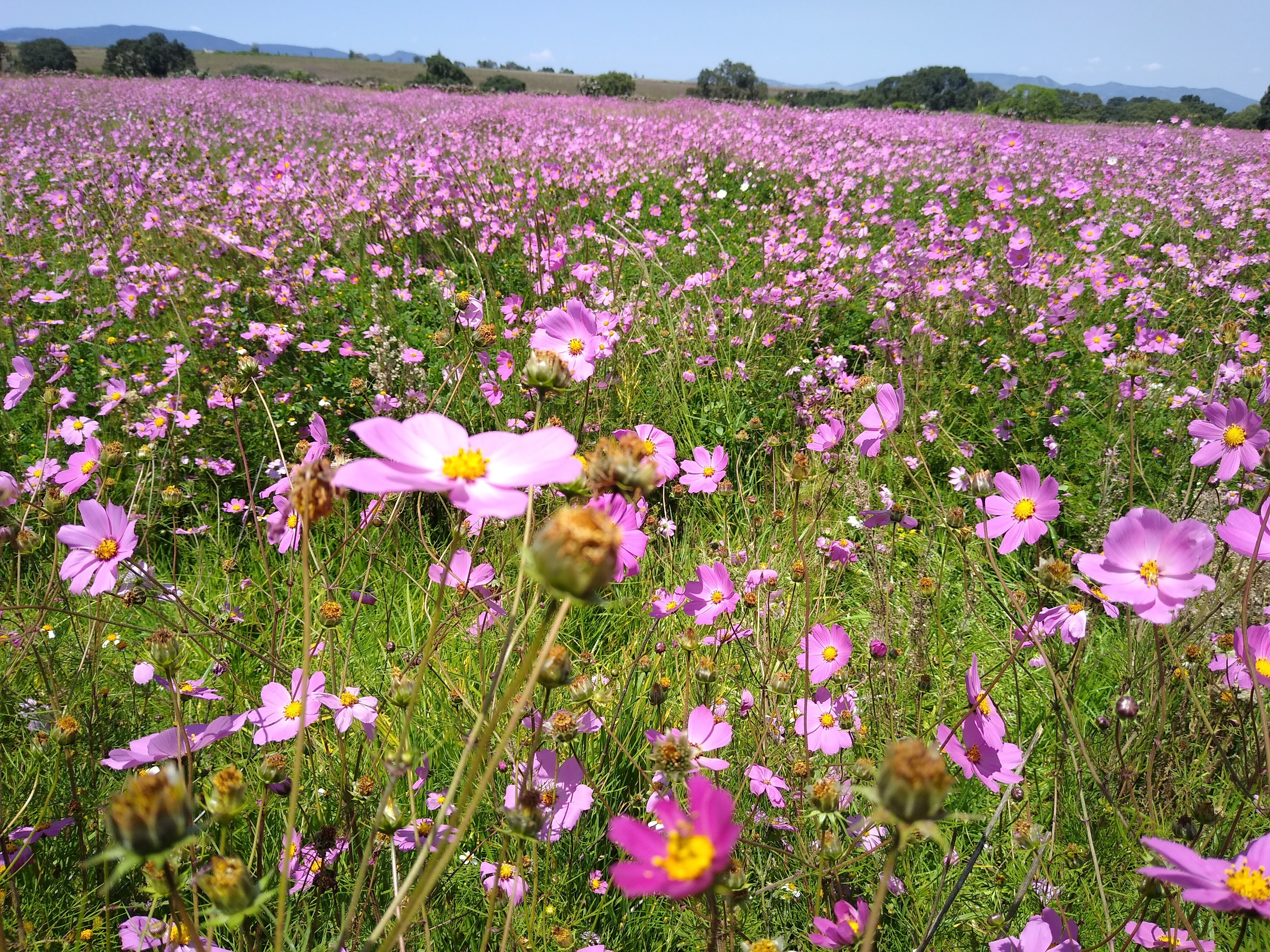 Rancho Los Piñones Amealco image 8