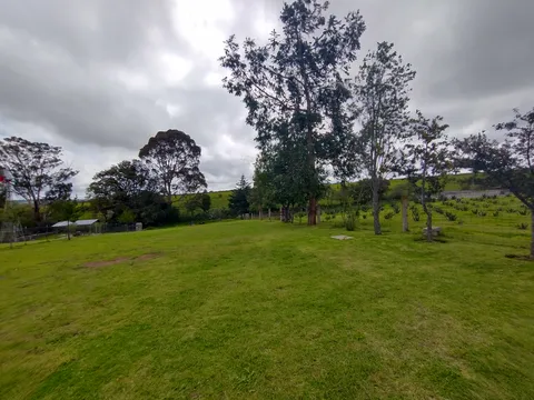 Barbacoa Real Amealco image 4