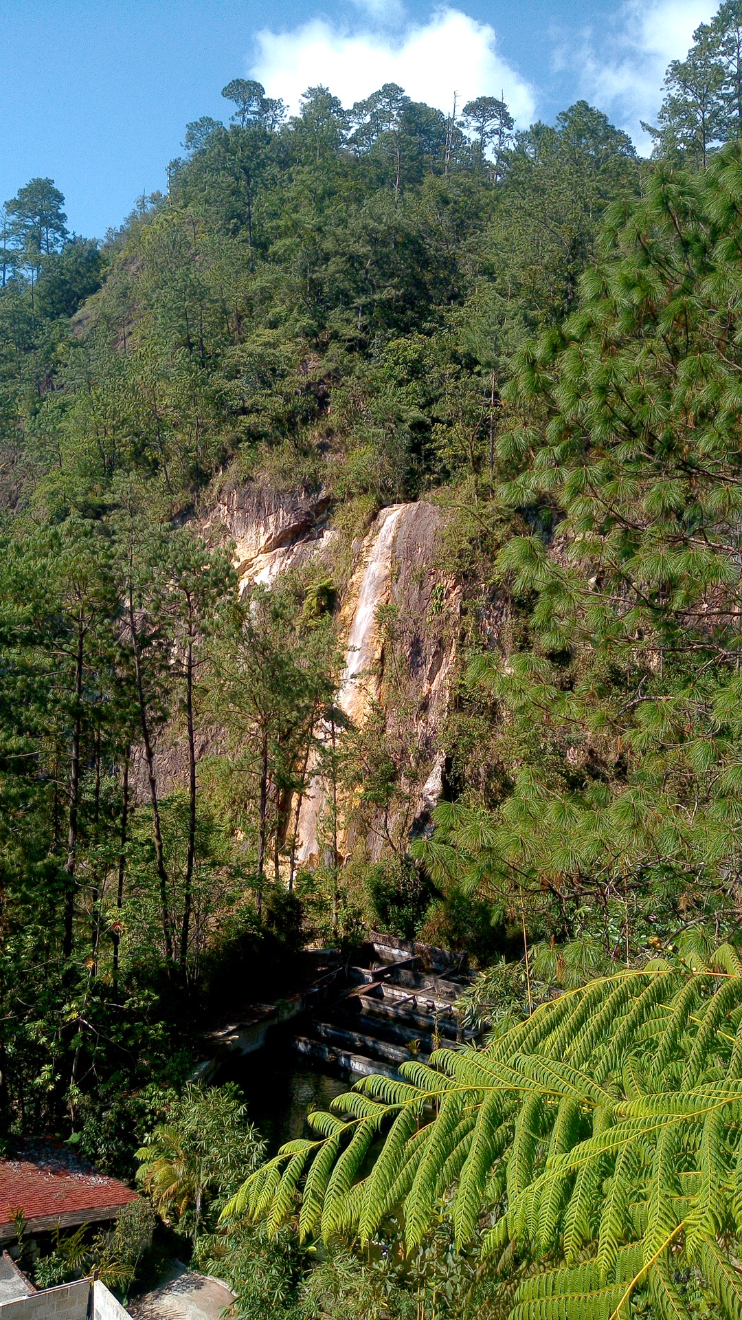 Bambú Rancho Betania image 3