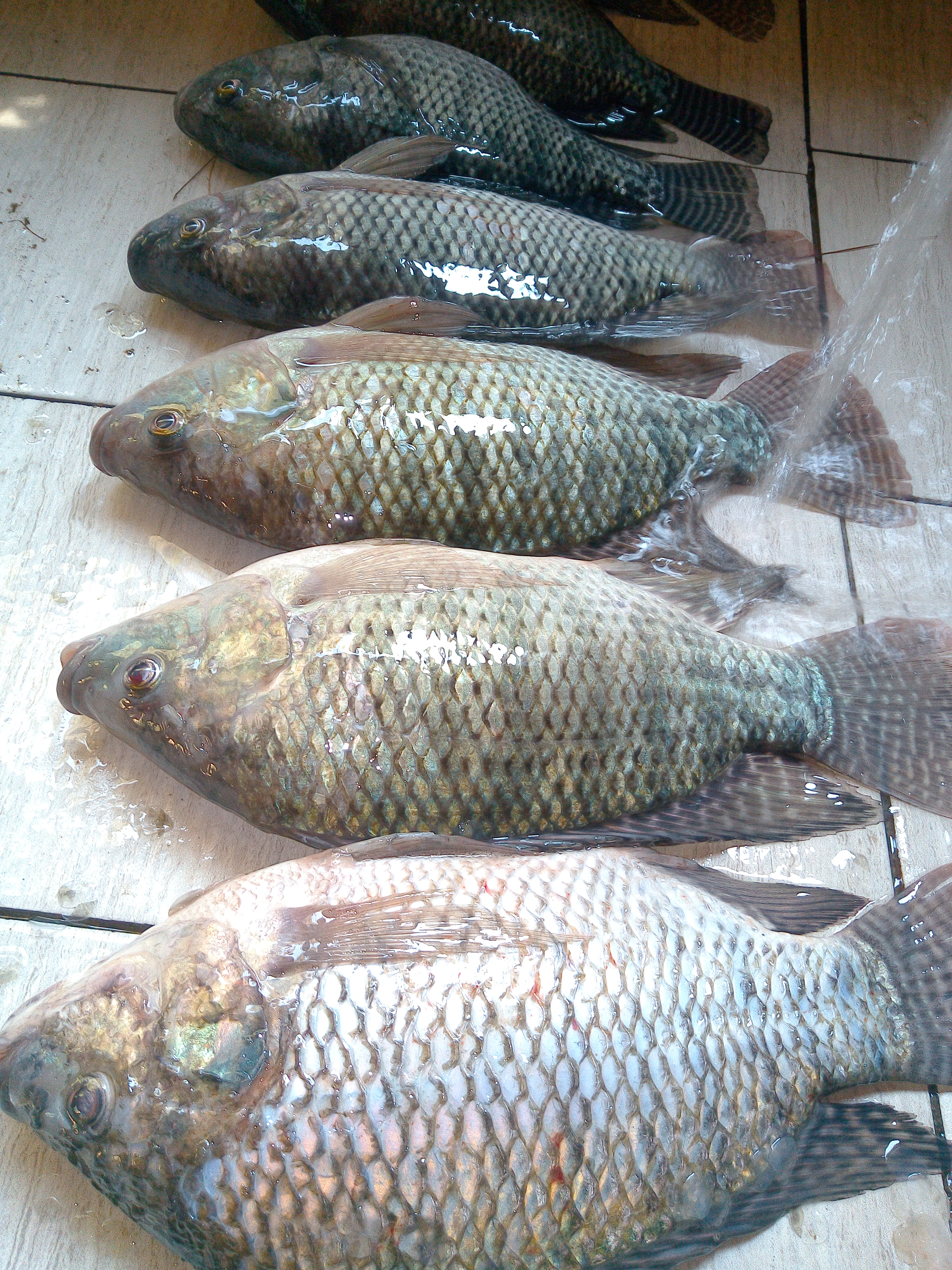 Rancho Ecoturistíco Betania image 7