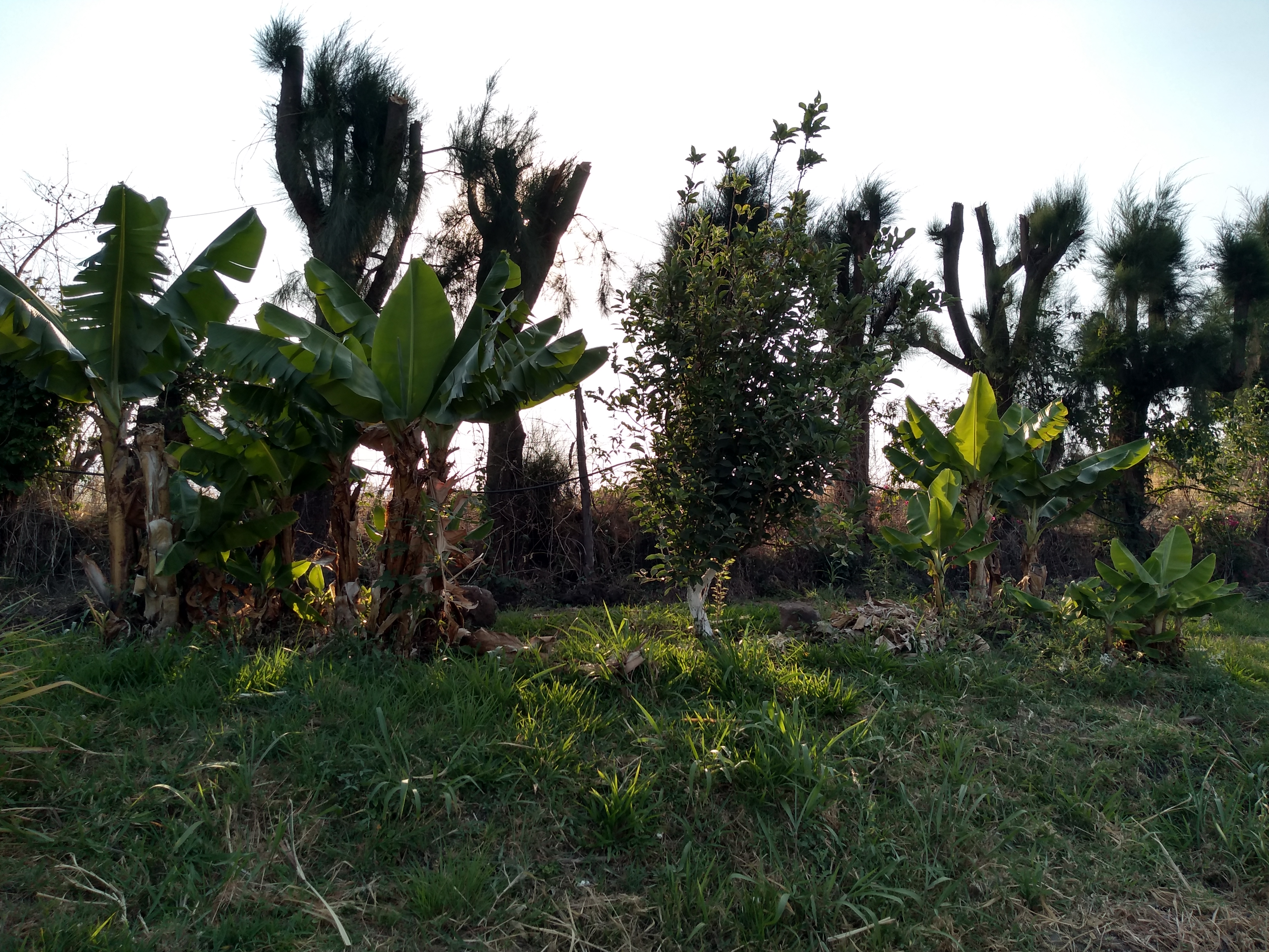 Palapa Las Rosas image 7