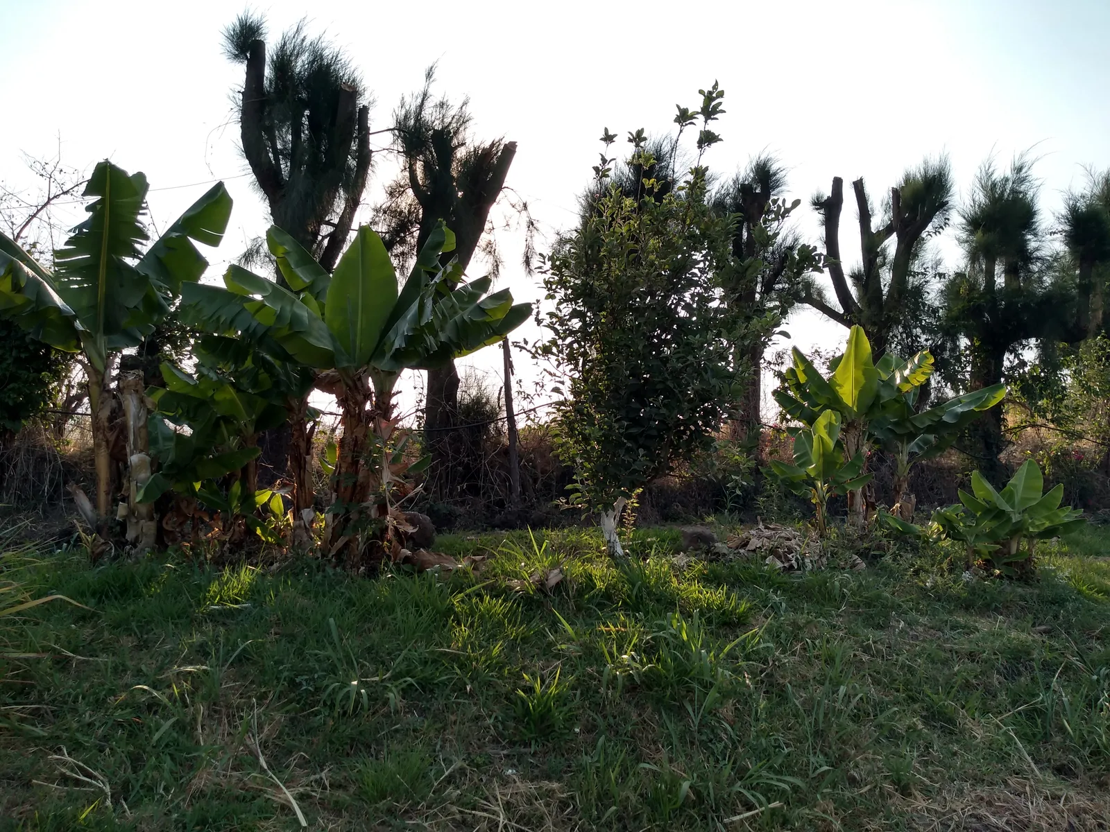 Palapa Las Rosas image 7