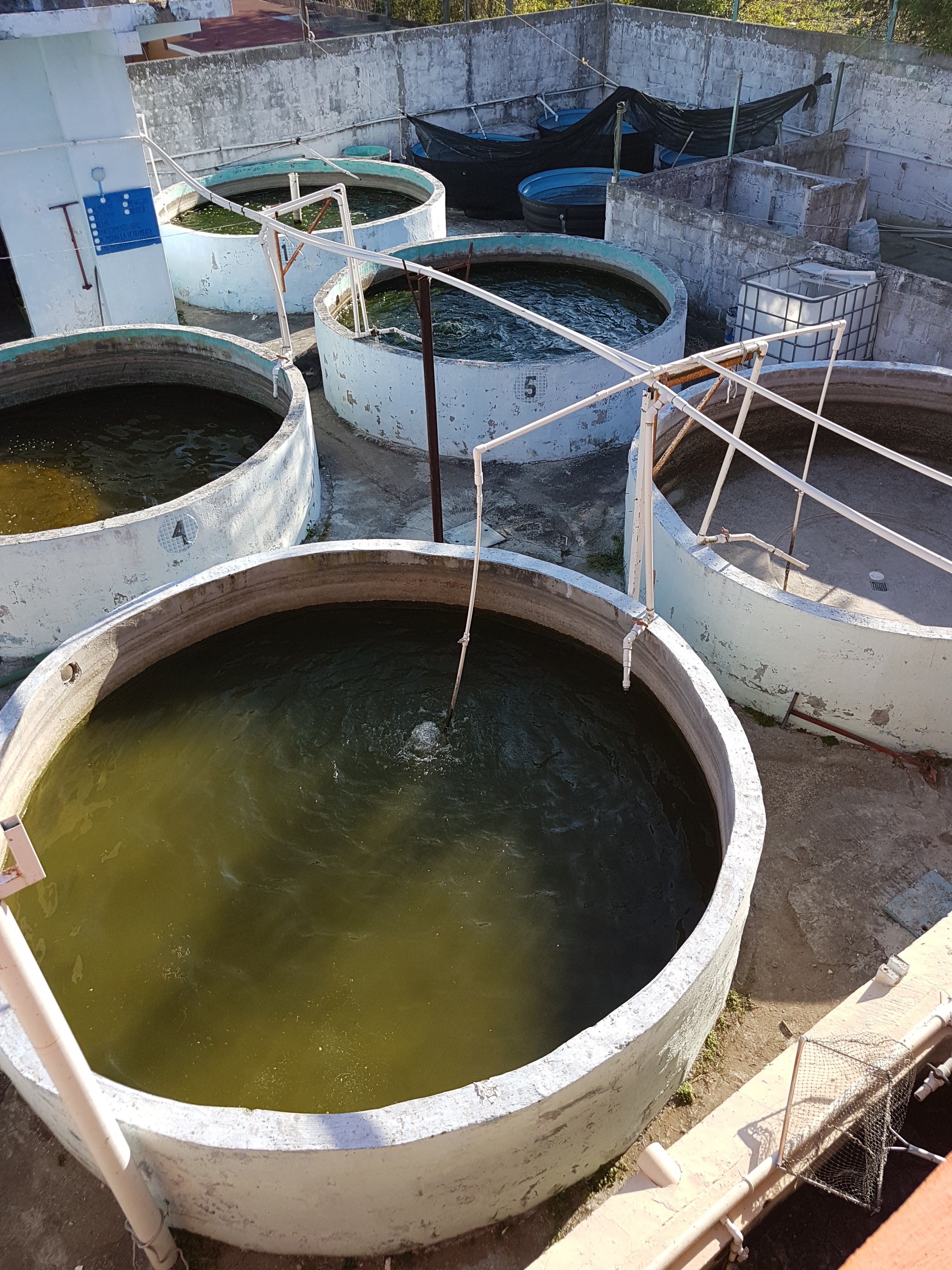 Palapa Las Brisas image 5