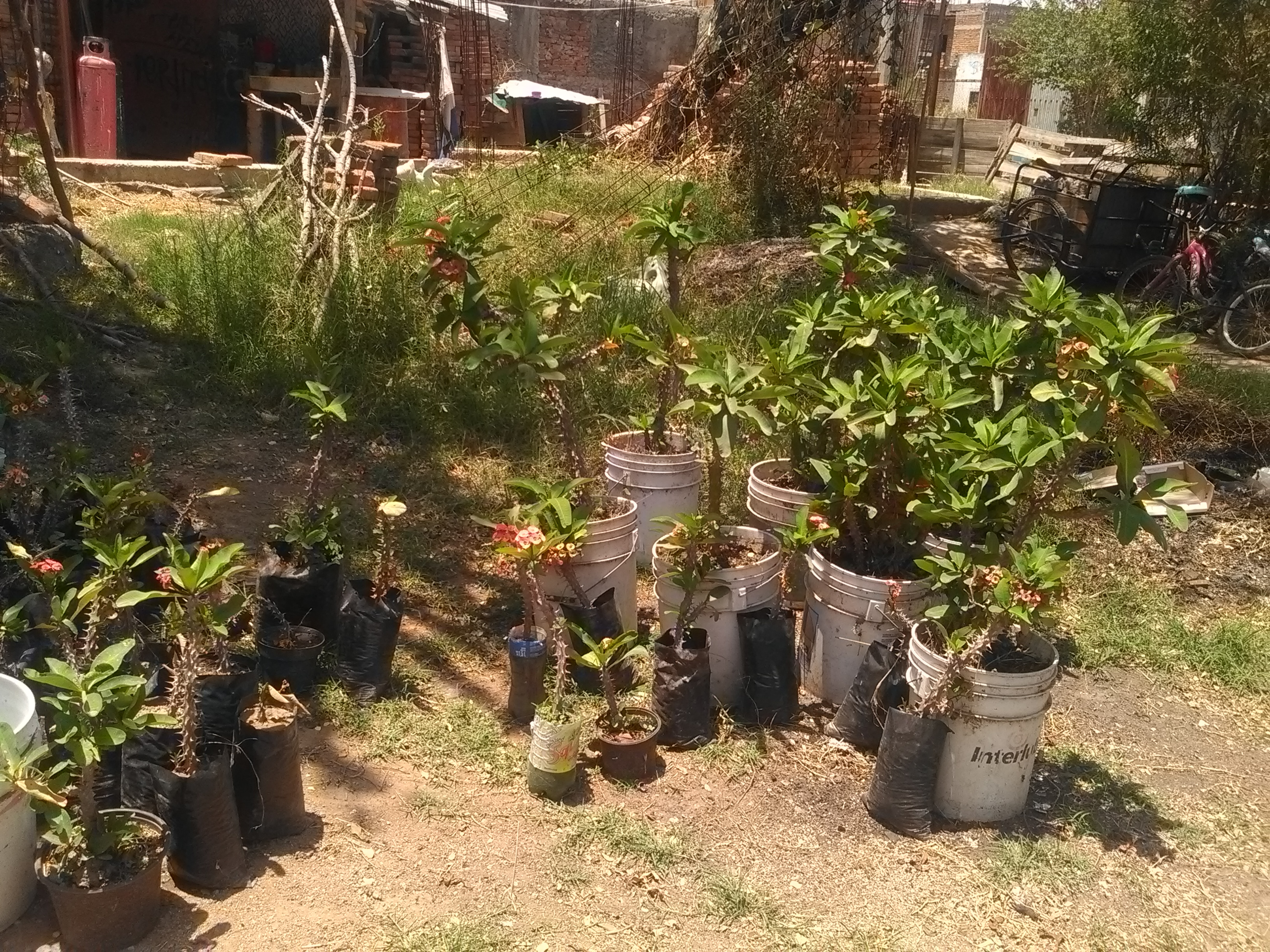 Hamburguesas El Chamono image 3