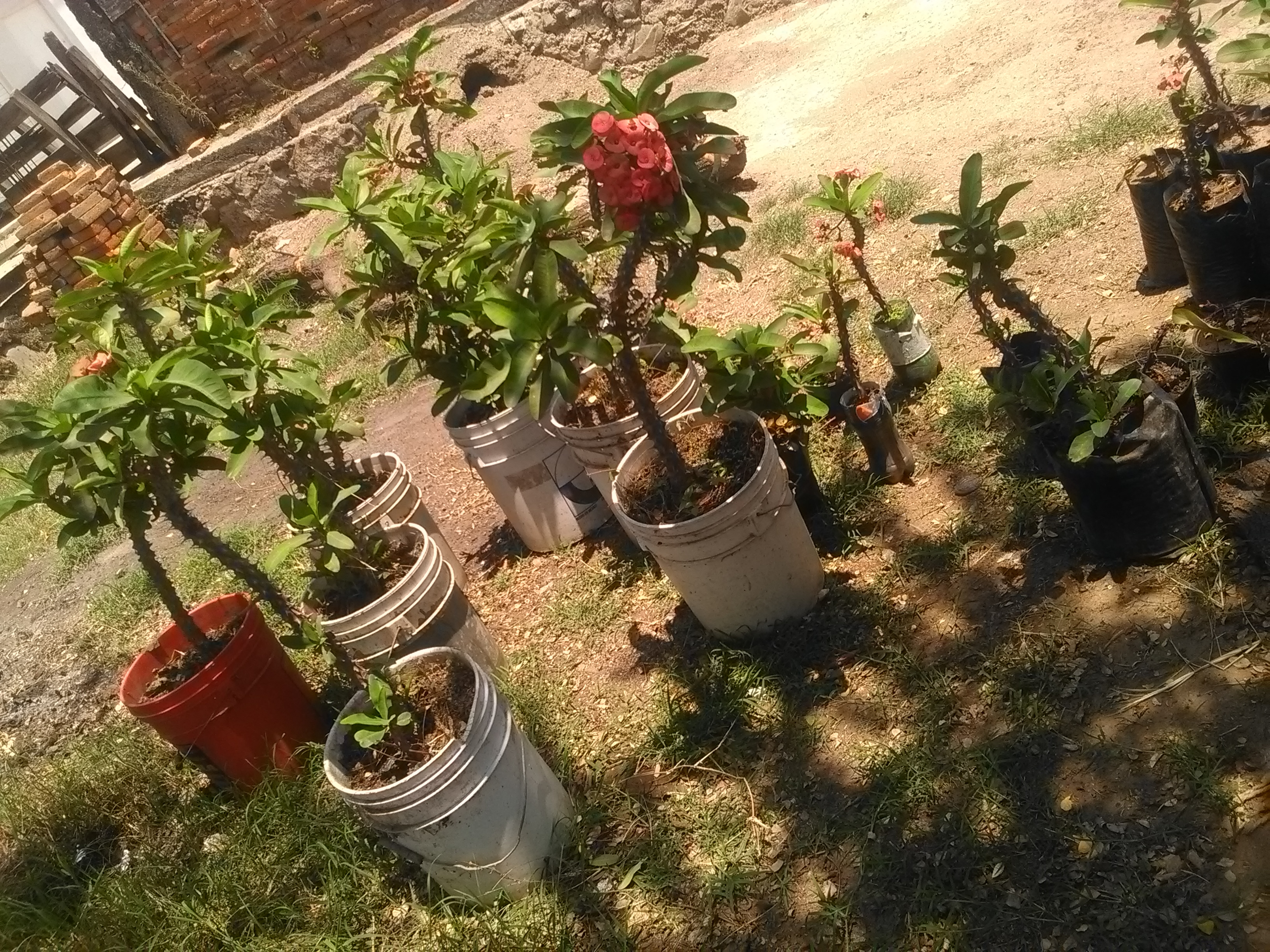 Hamburguesas El Chamono image 4