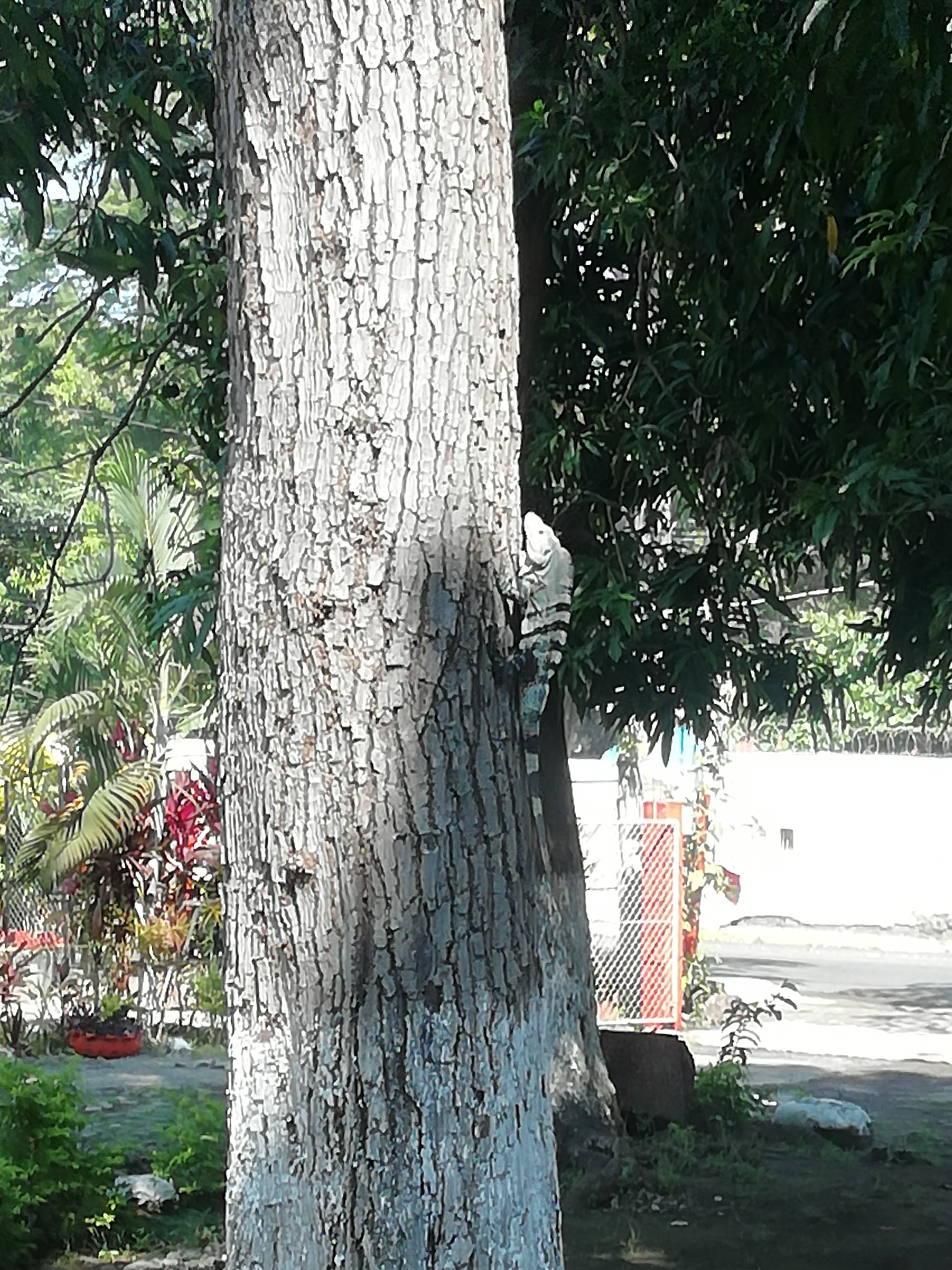 Restaurante Barbacoa Santa cruz image 4