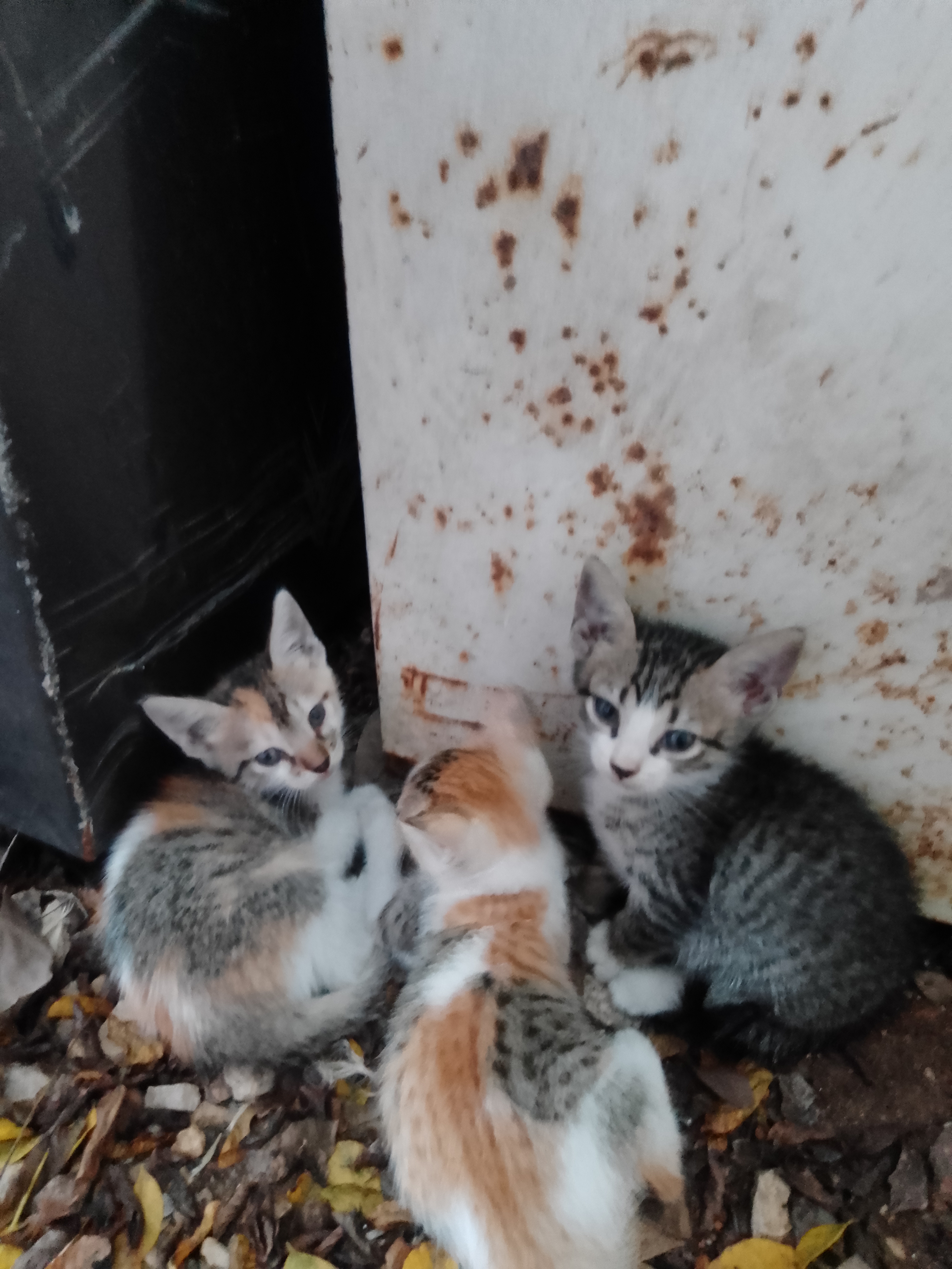 Como Dice El Dicho image 2