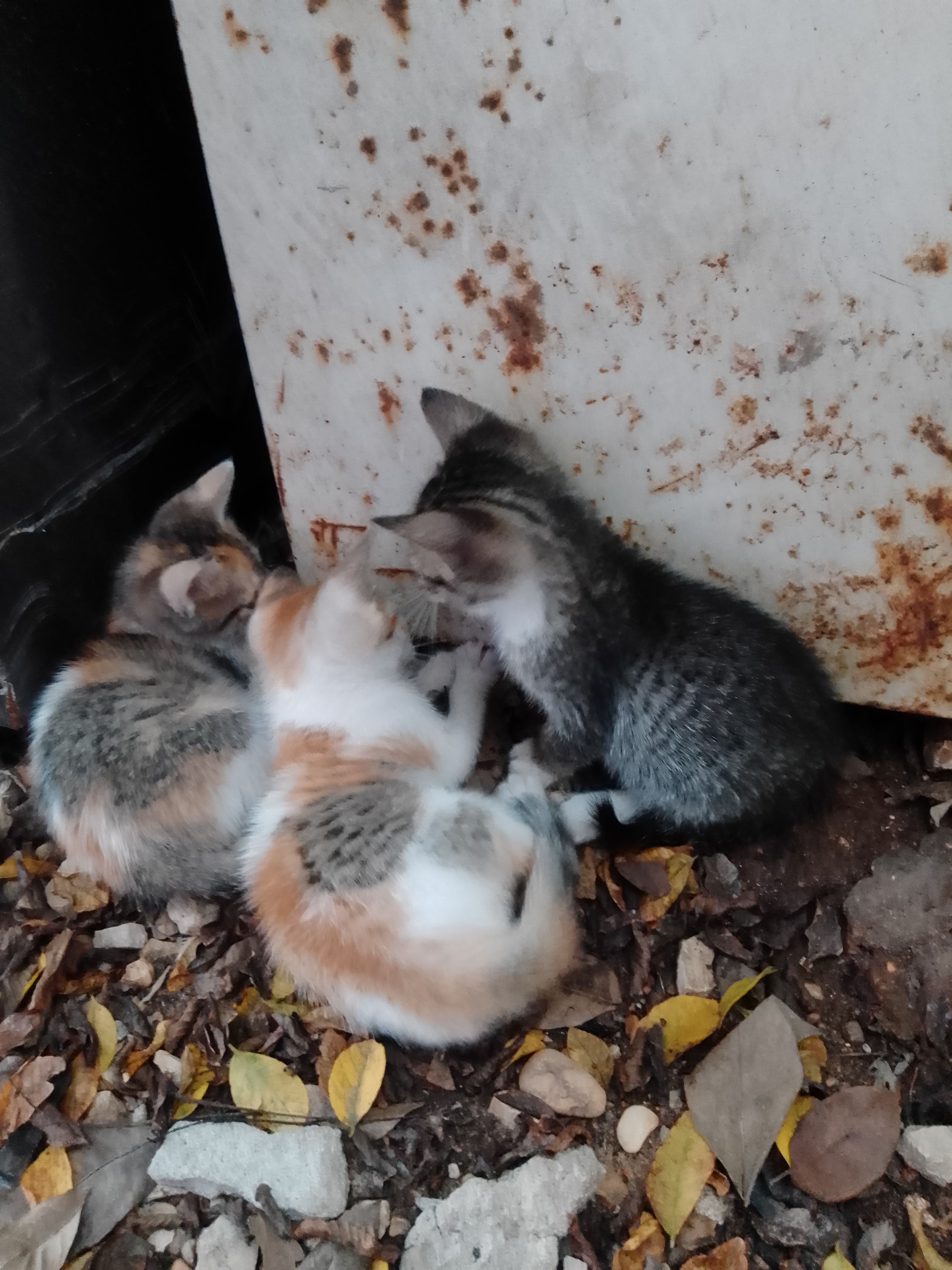 Como Dice El Dicho image 6