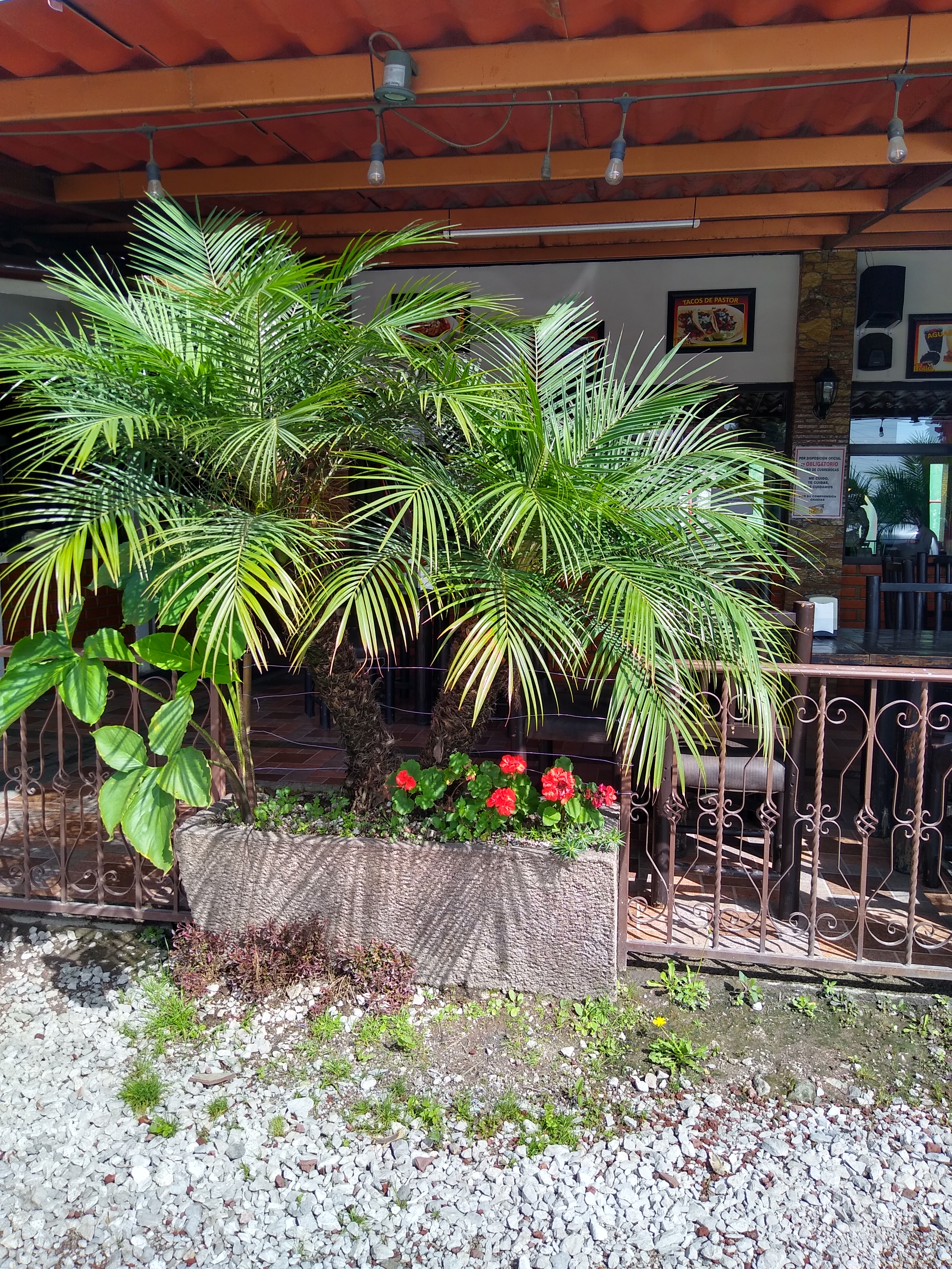 Galeras del Pollo Libramiento image 10