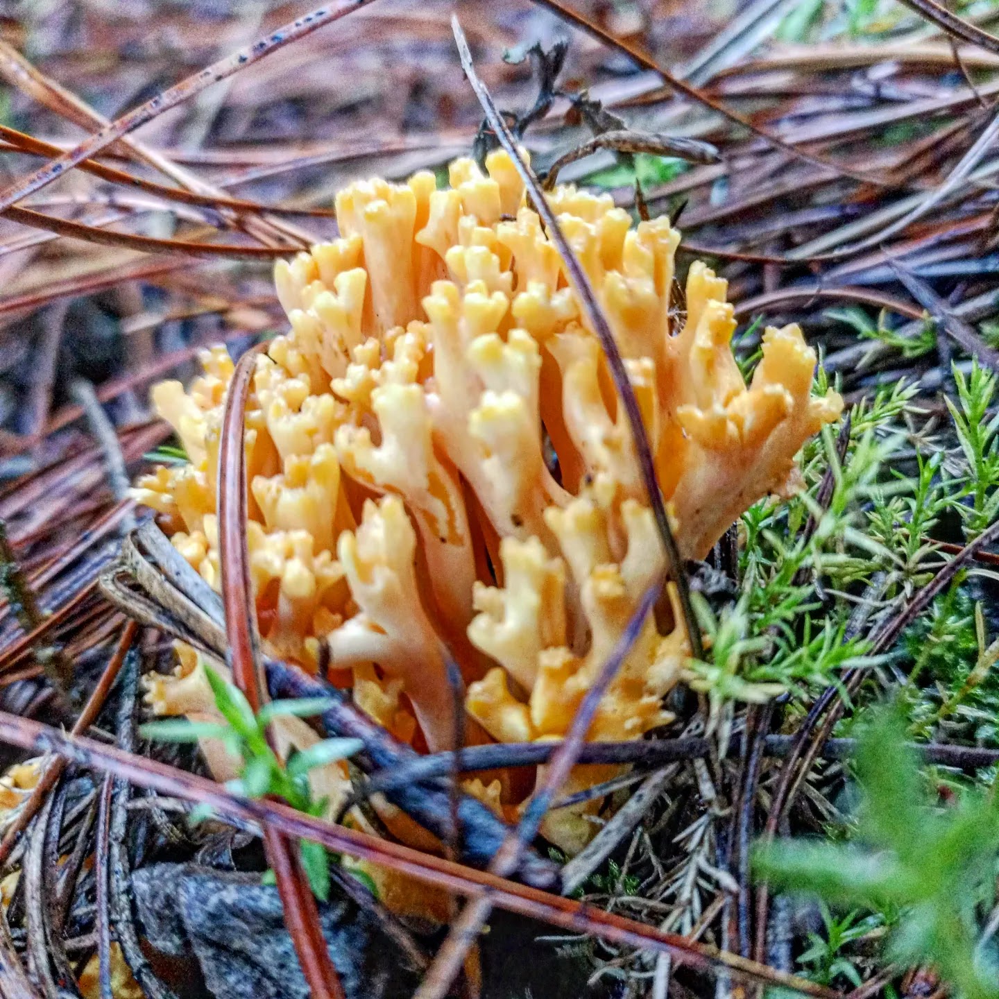 Parador San Felipe Luciernagas image 4