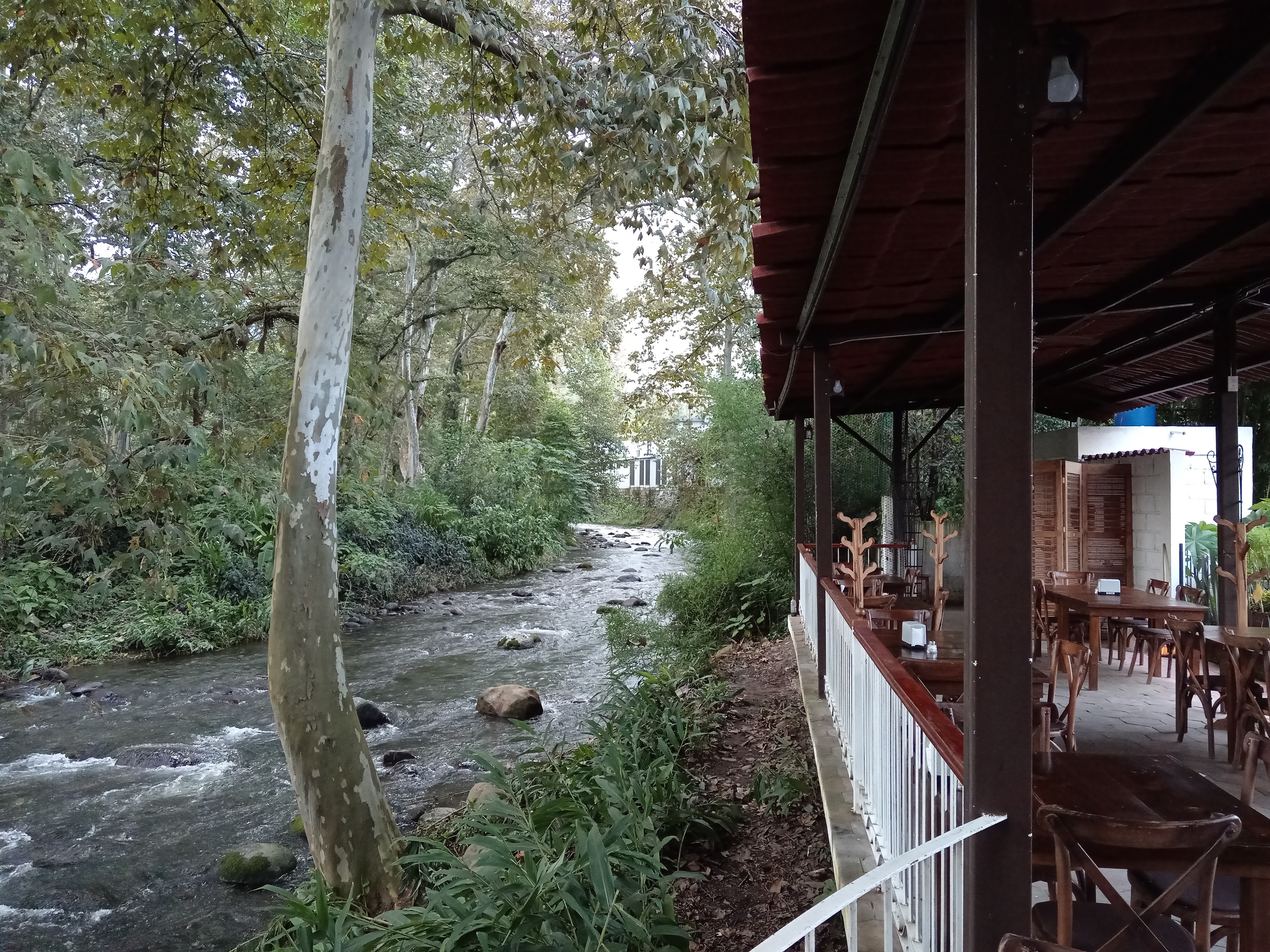 R Bonilla campestre image 8