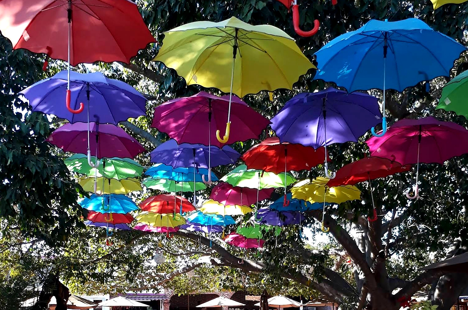 María Bonita Mocorito image 6