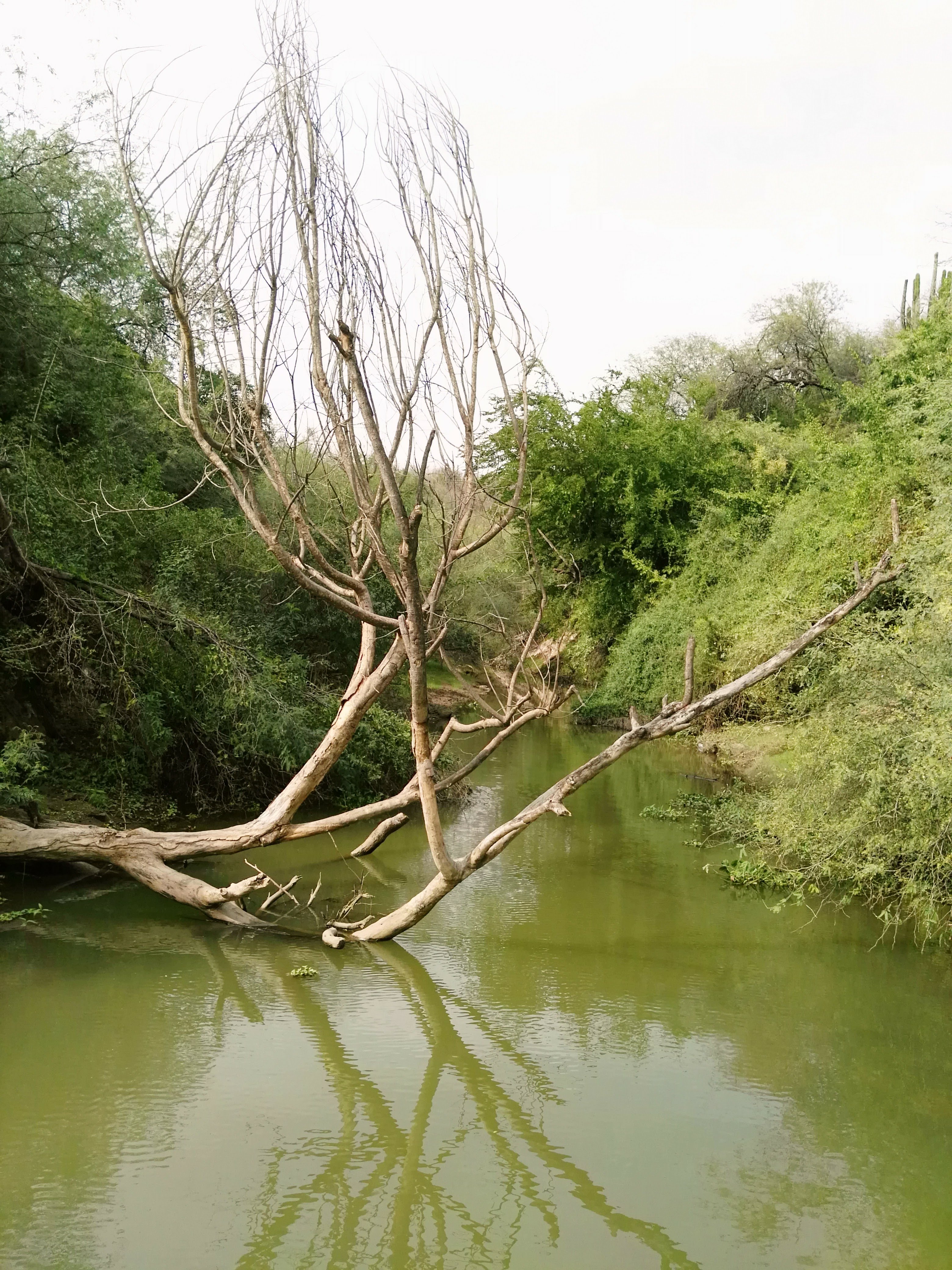 Restaurante EL RIO image 10