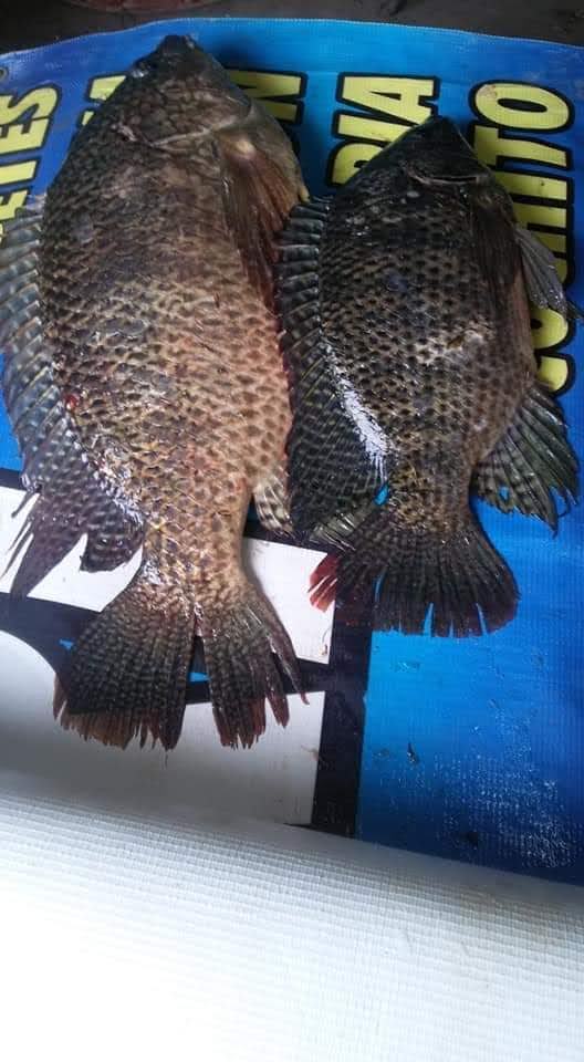 PESCADERIA YURIMURI 3 image 6