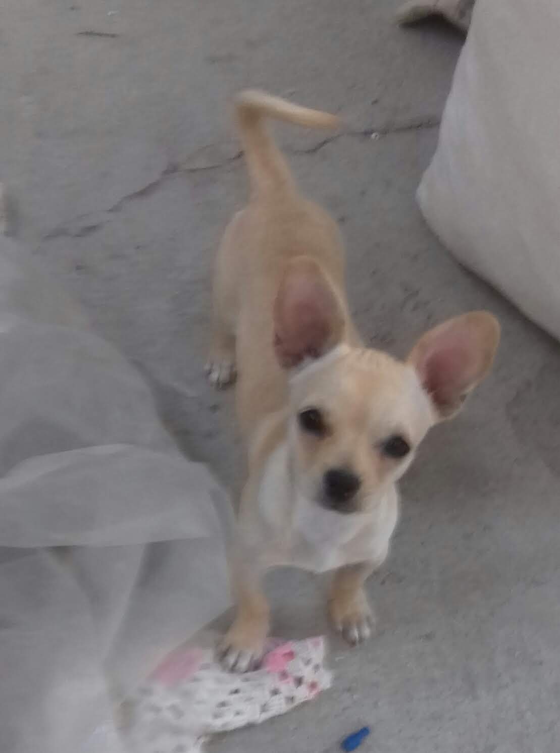 Pollos rostizados " la casa de maik " image 2