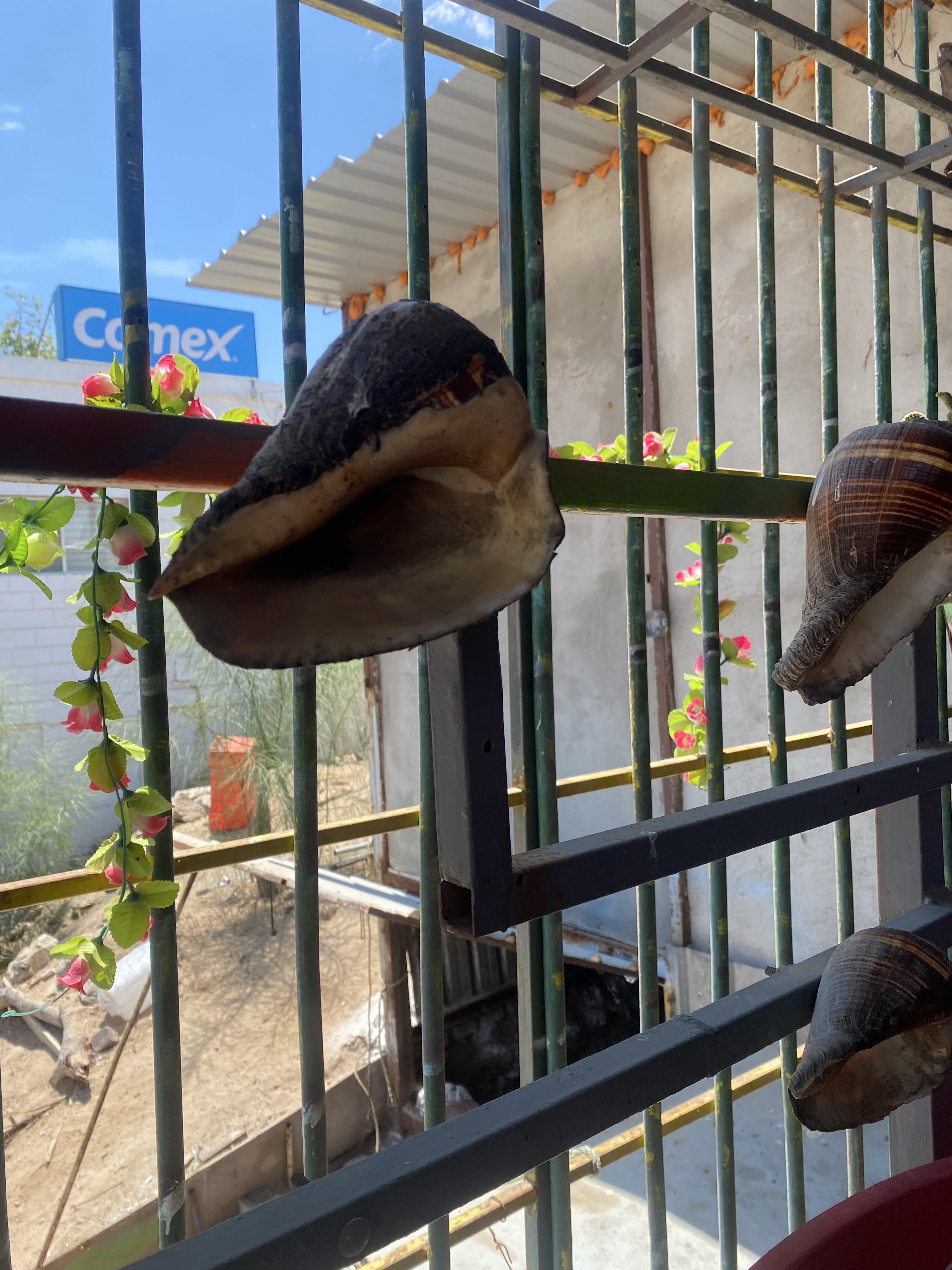 Sea Food (Mariscos) Mi Compa Mario image 10