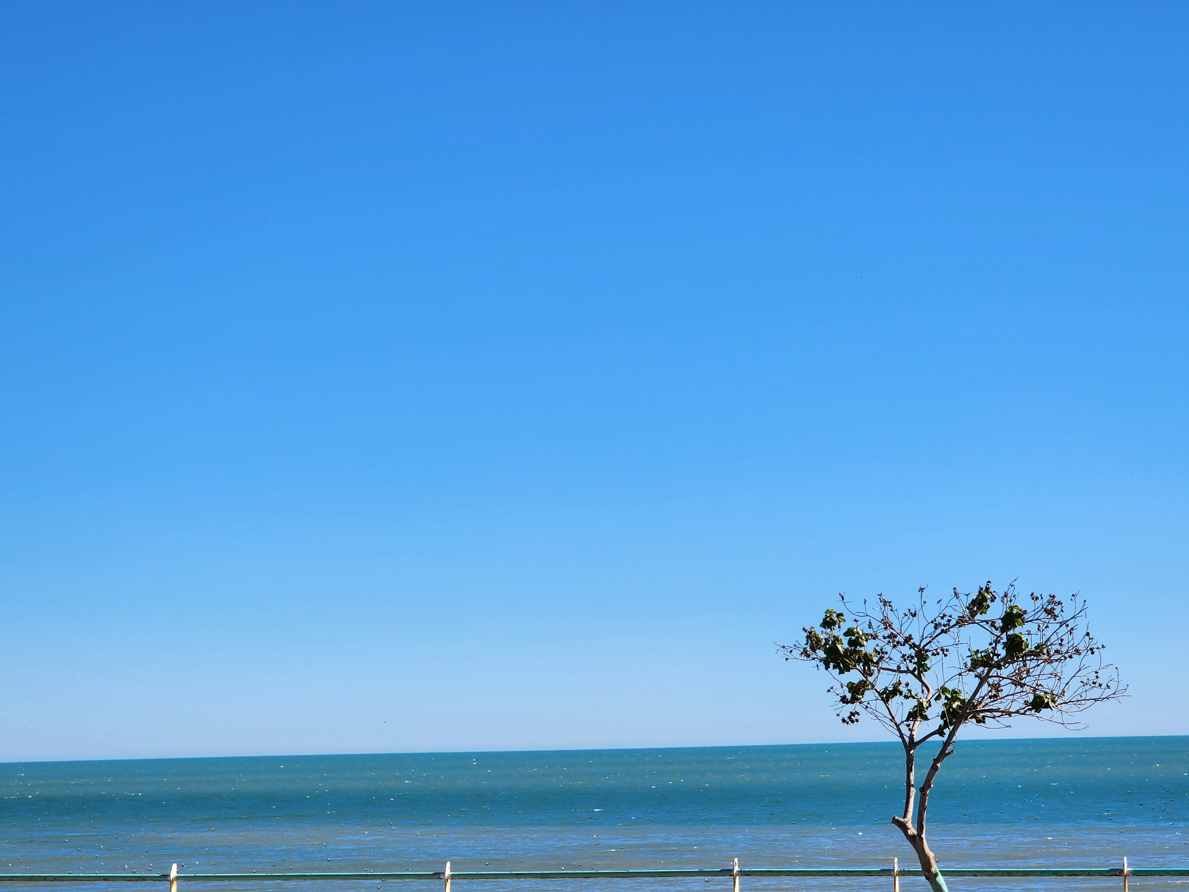 Rice & Beans San Felipe baja California image 10