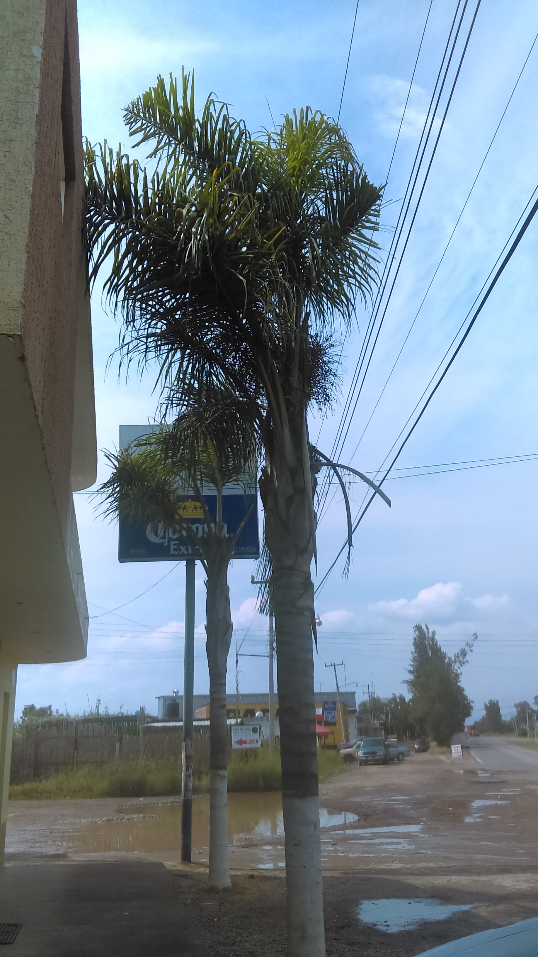 La Cocina de Sylvia!! image 10